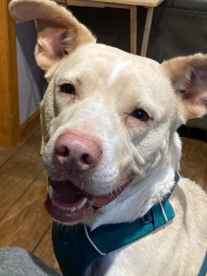 Enlarge Cisco, a Adoptable Mixed Breed in Watertown, WI image 5/6