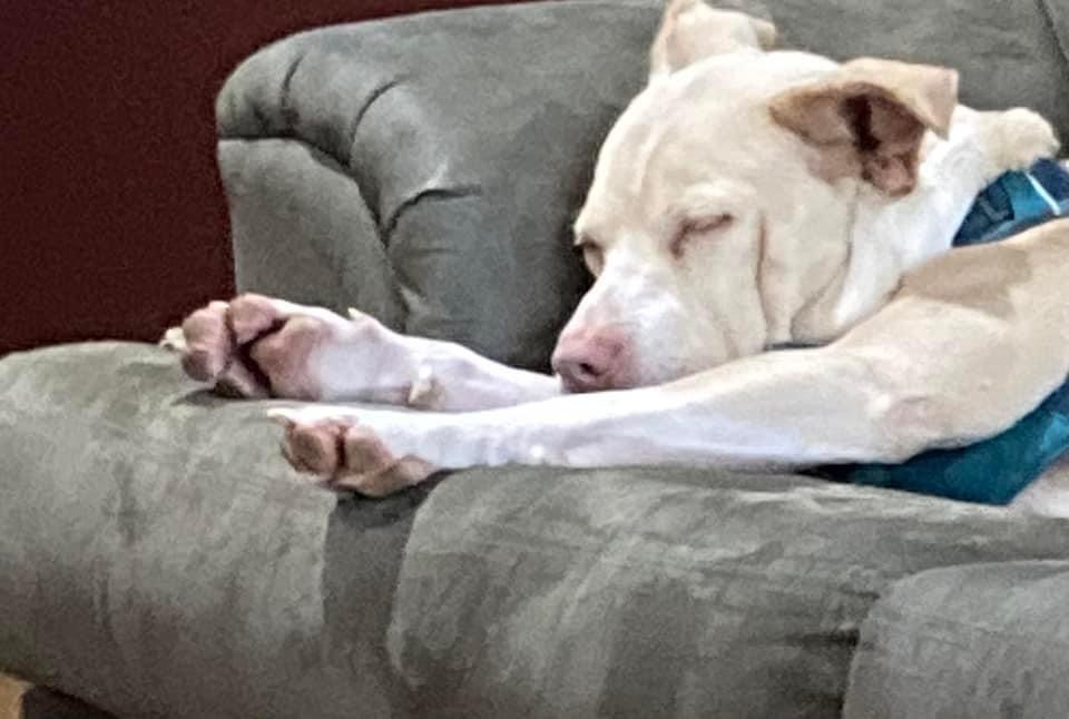 Enlarge Cisco, a Adoptable Mixed Breed in Watertown, WI image 6/6