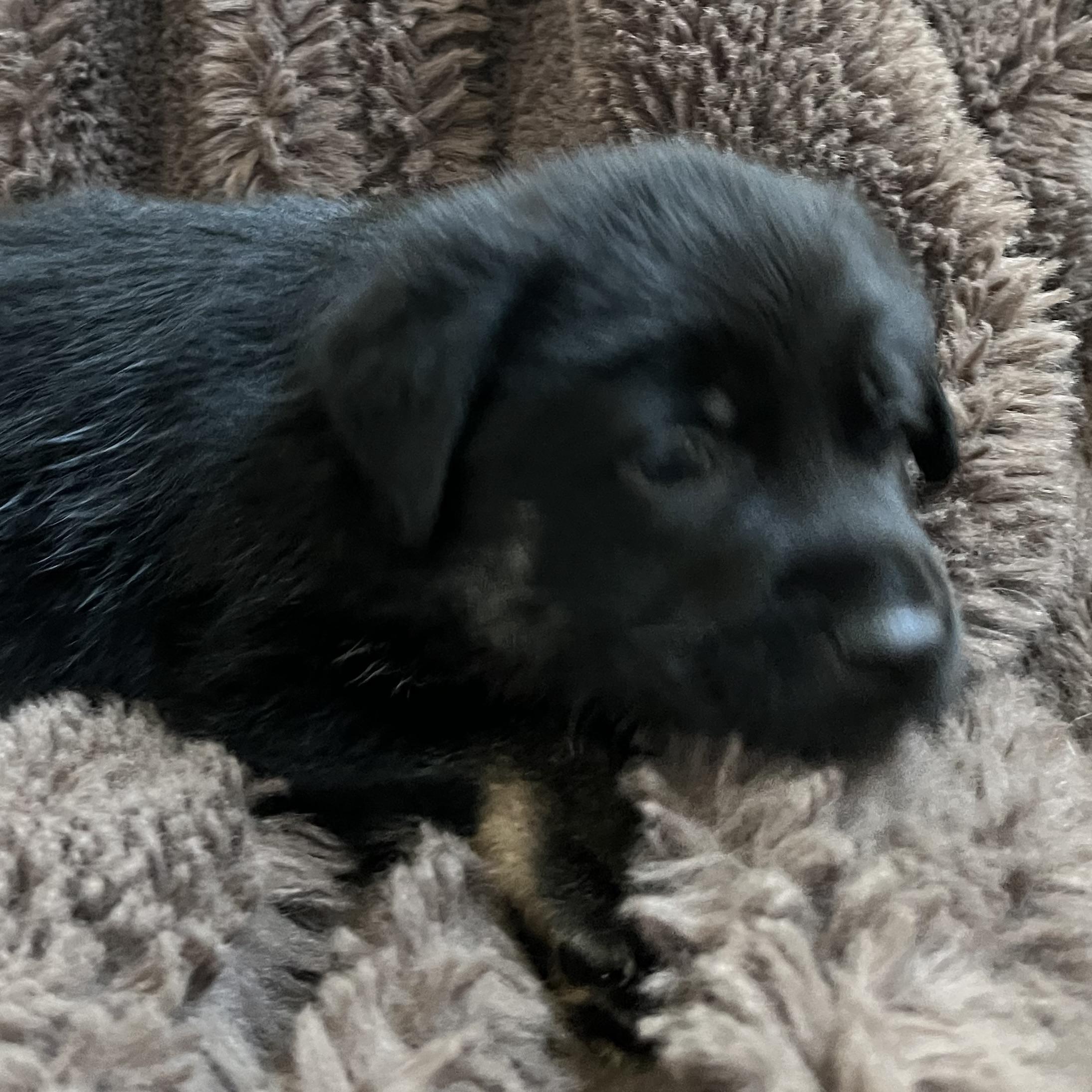 Enlarge Remy, a Adoptable mixed breed in NASHUA, NH image 5/5