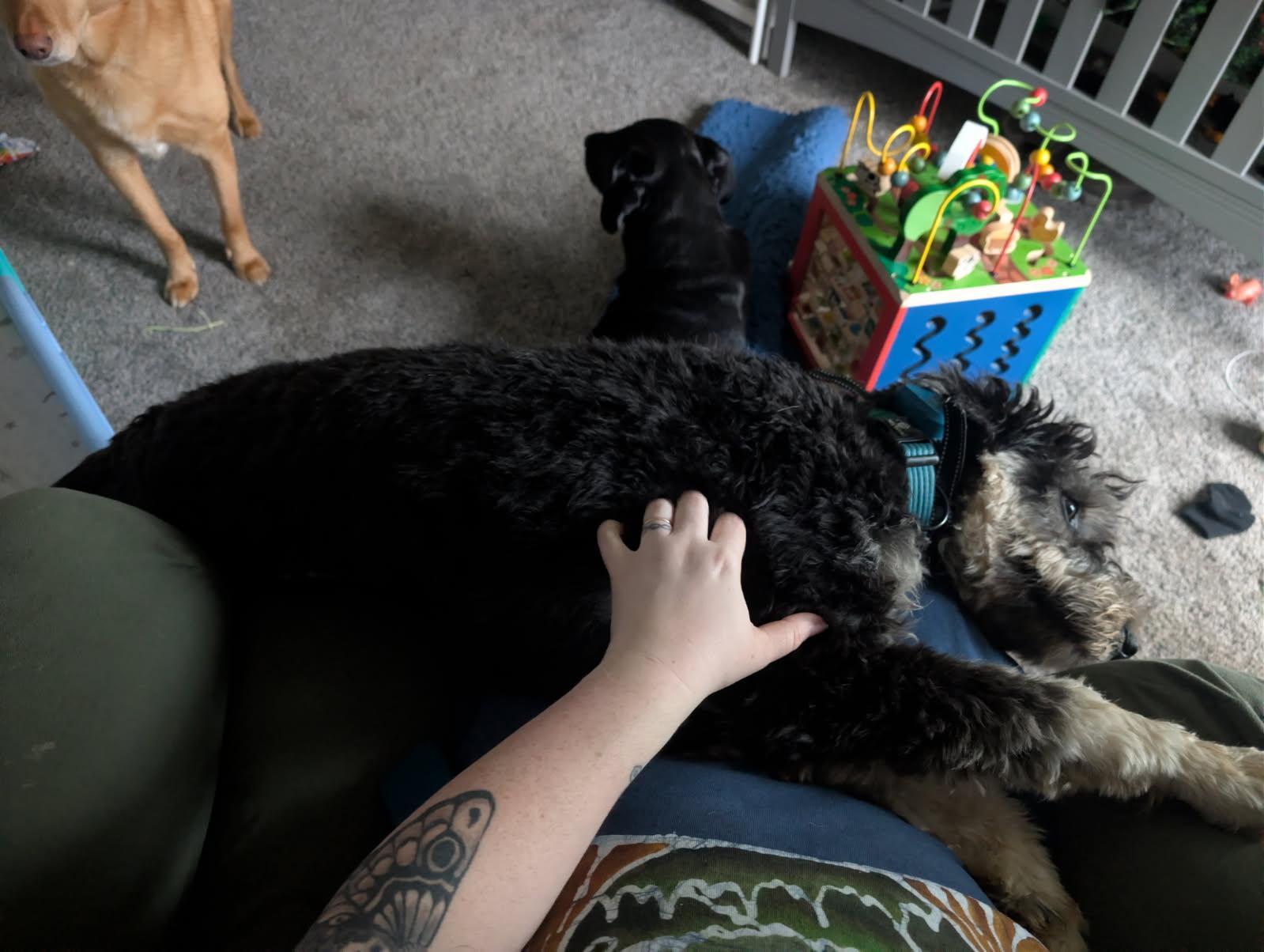 Enlarge Hamilton, a ADOPTABLE Aussiedoodle in Tillamook, OR image 2/6