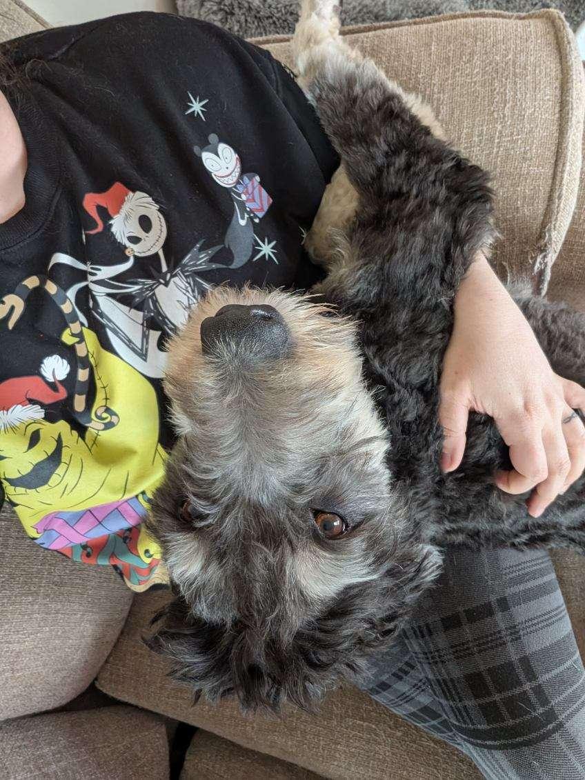 Enlarge Hamilton, a ADOPTABLE Aussiedoodle in Tillamook, OR image 4/6