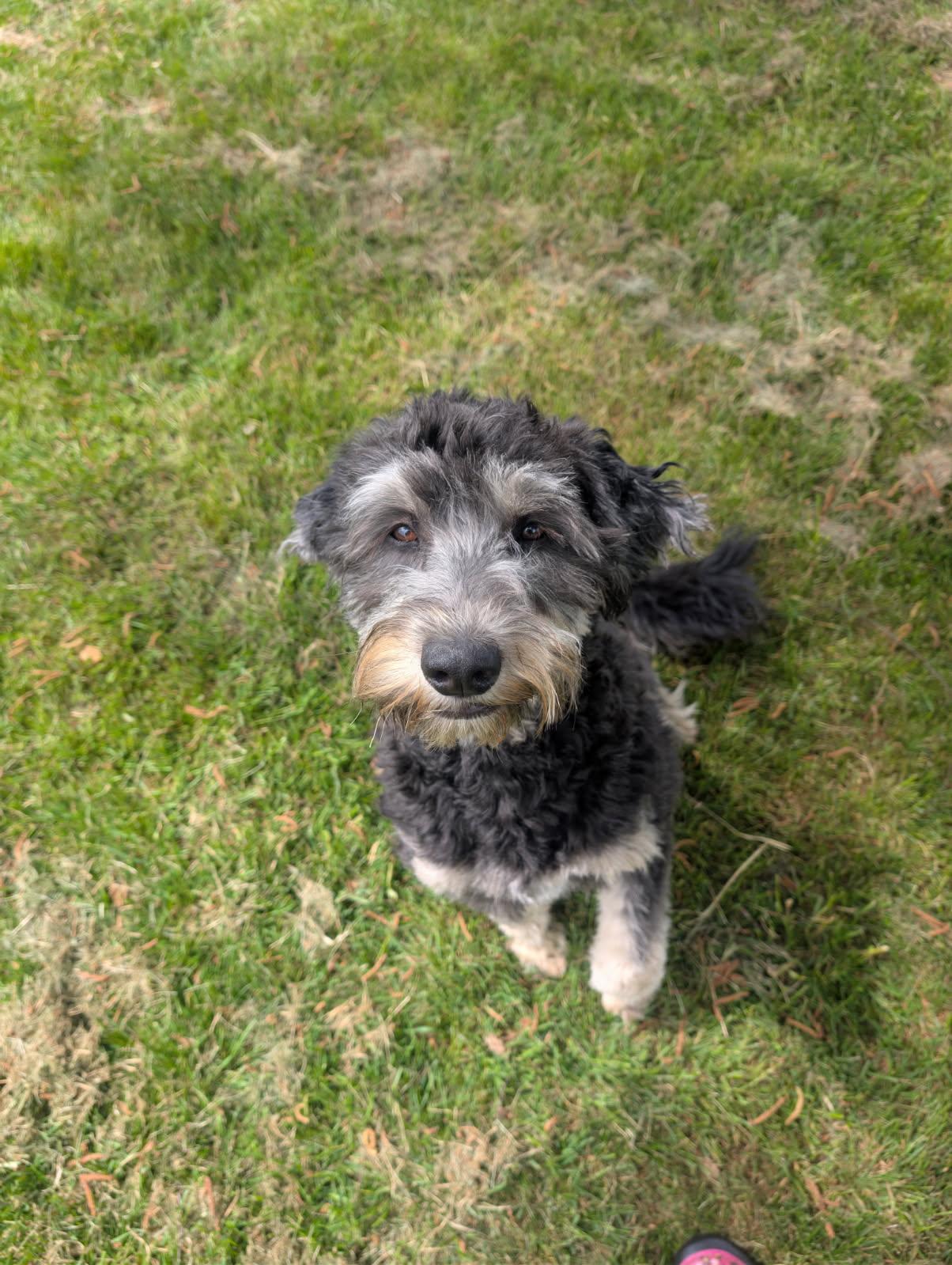 Hamilton, ADOPTABLE, Young Male Aussiedoodle.