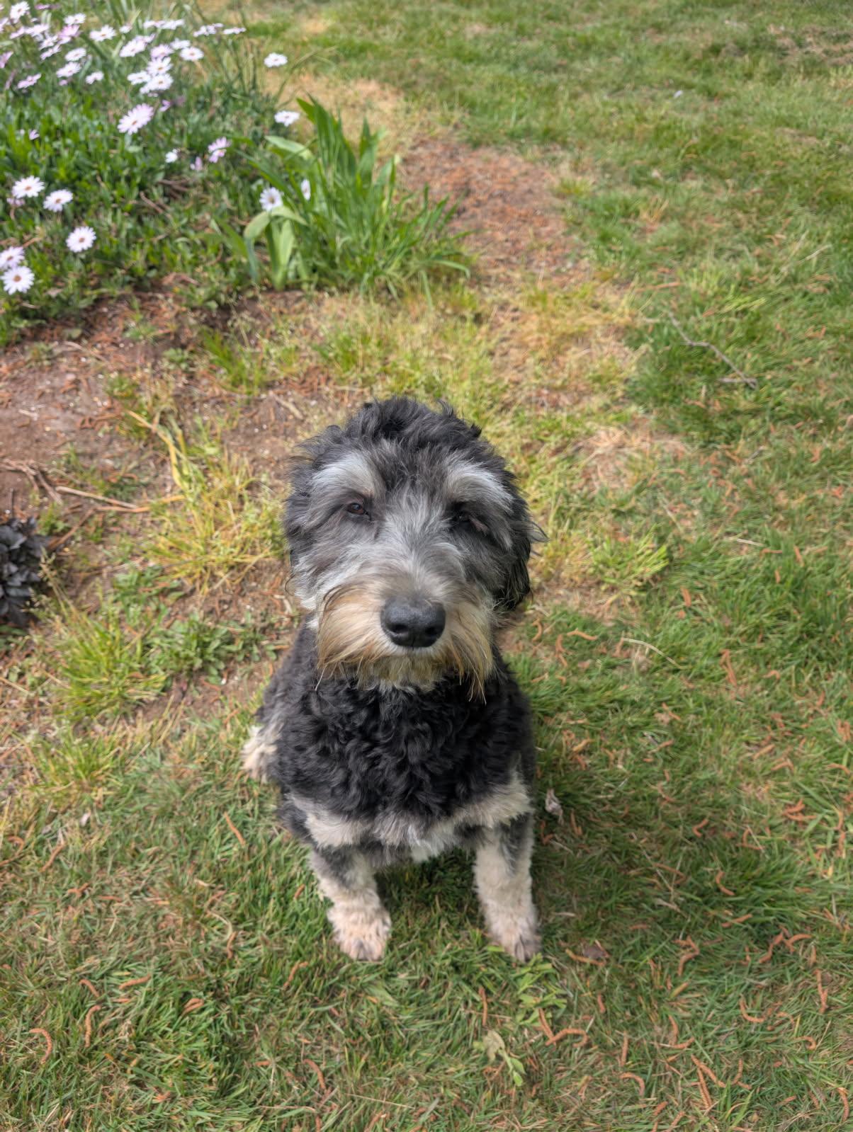 Enlarge Hamilton, a ADOPTABLE Aussiedoodle in Tillamook, OR image 4/6