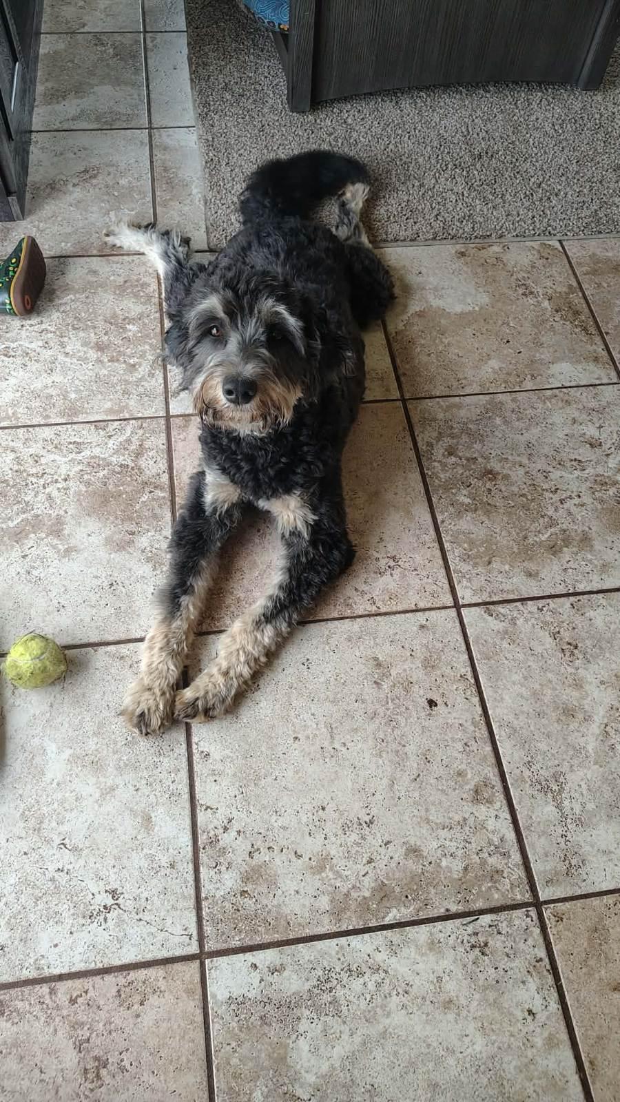 Enlarge Hamilton, a ADOPTABLE Aussiedoodle in Tillamook, OR image 2/6