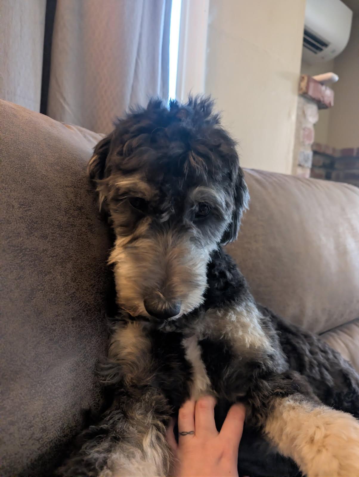 Enlarge Hamilton, a ADOPTABLE Aussiedoodle in Tillamook, OR image 1/6