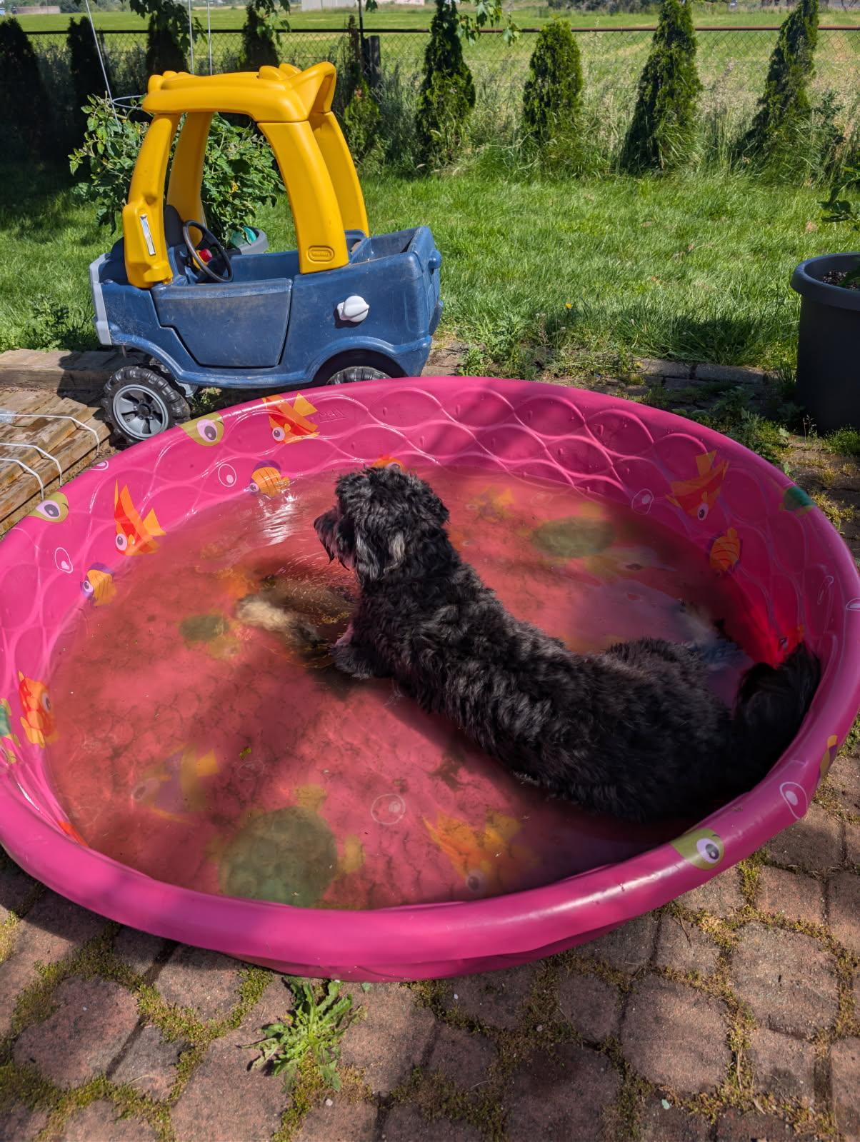 Enlarge Hamilton, a ADOPTABLE Aussiedoodle in Tillamook, OR image 3/6