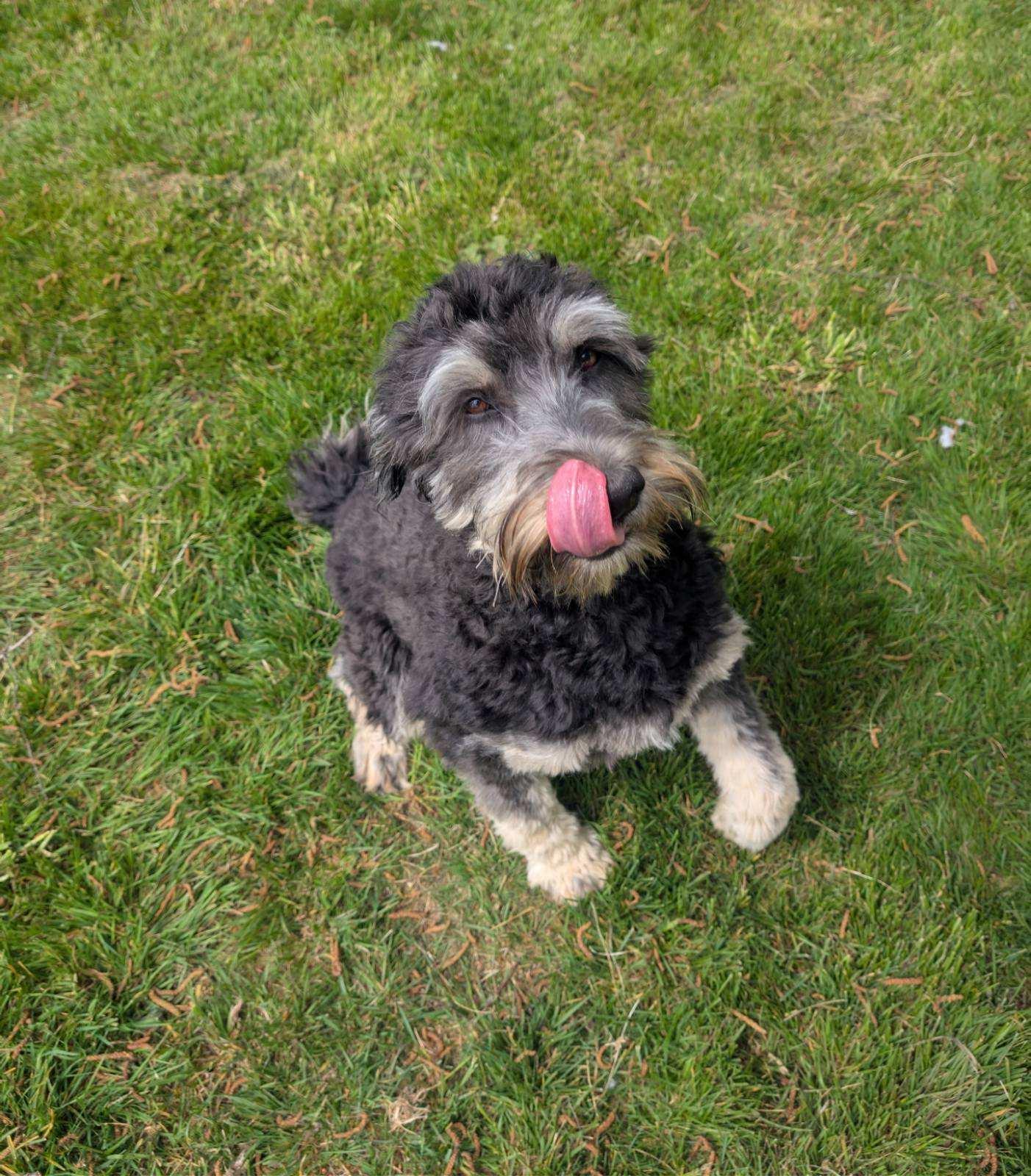 Enlarge Hamilton, a ADOPTABLE Aussiedoodle in Tillamook, OR image 3/6