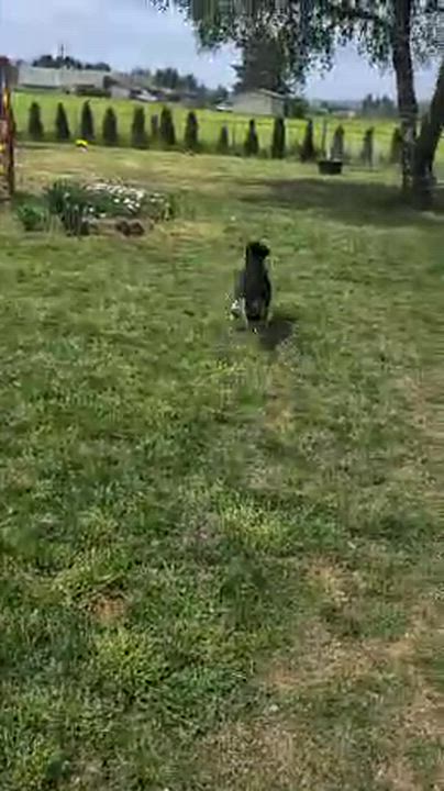 Enlarge Hamilton, a ADOPTABLE Aussiedoodle in Tillamook, OR video 5/6