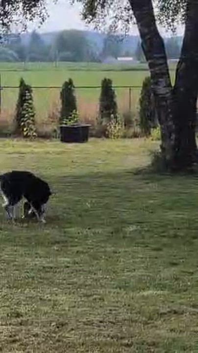 Enlarge Hamilton, a ADOPTABLE Aussiedoodle in Tillamook, OR video 6/6