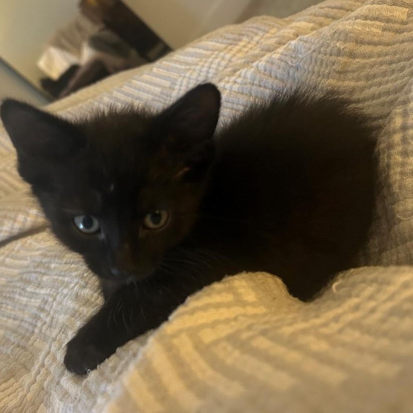 Tiny Porta thumbnail 3