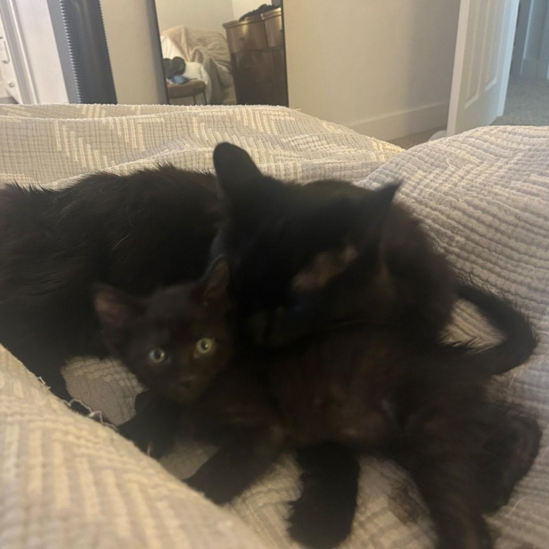 Tiny Porta thumbnail 5