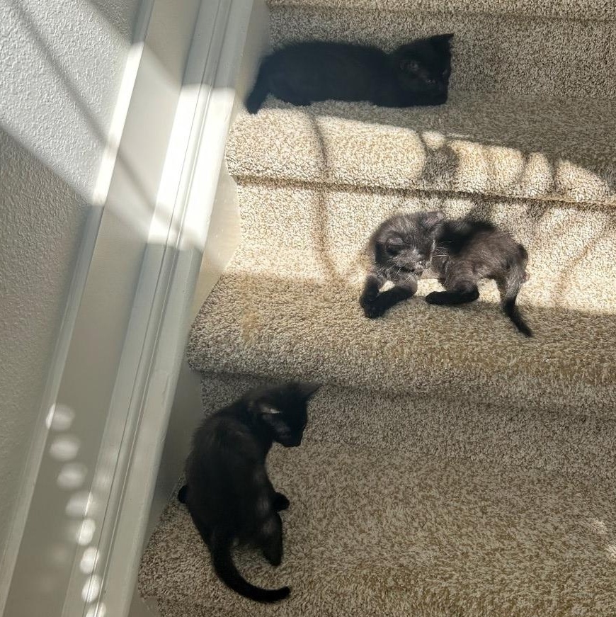 Tiny Porta thumbnail 4