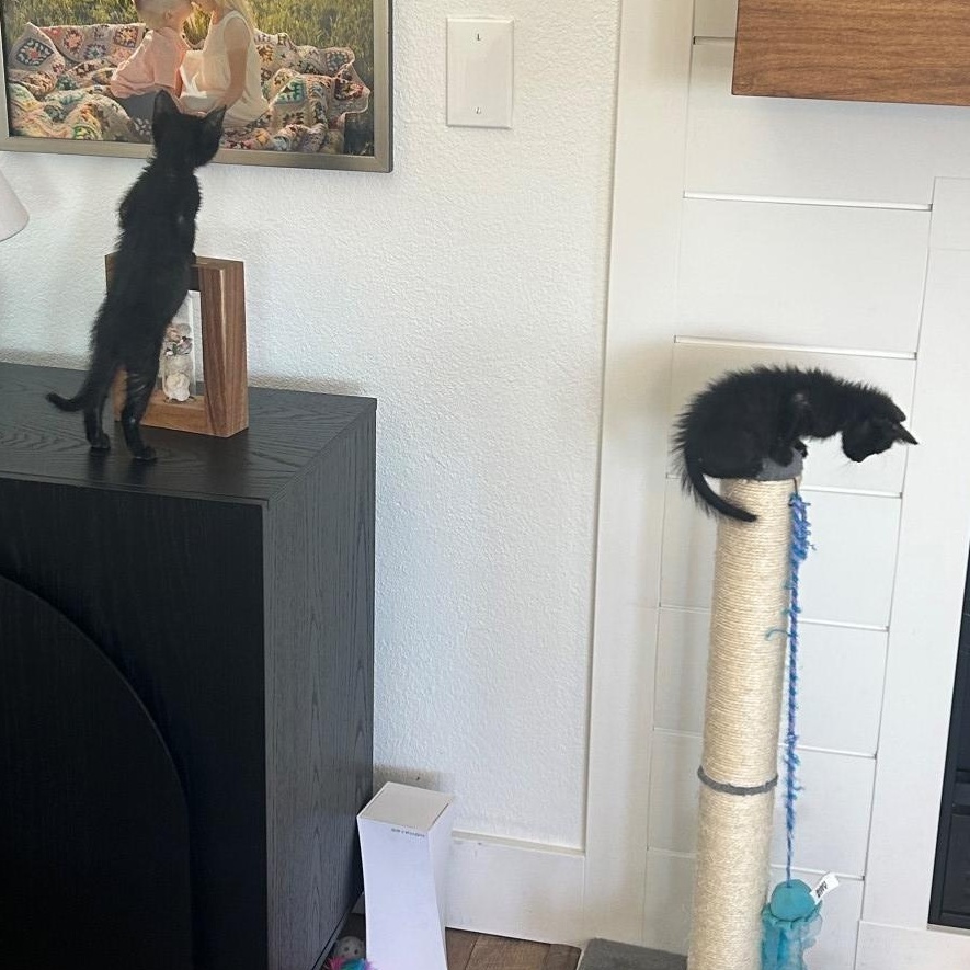 Tiny Porta thumbnail 2