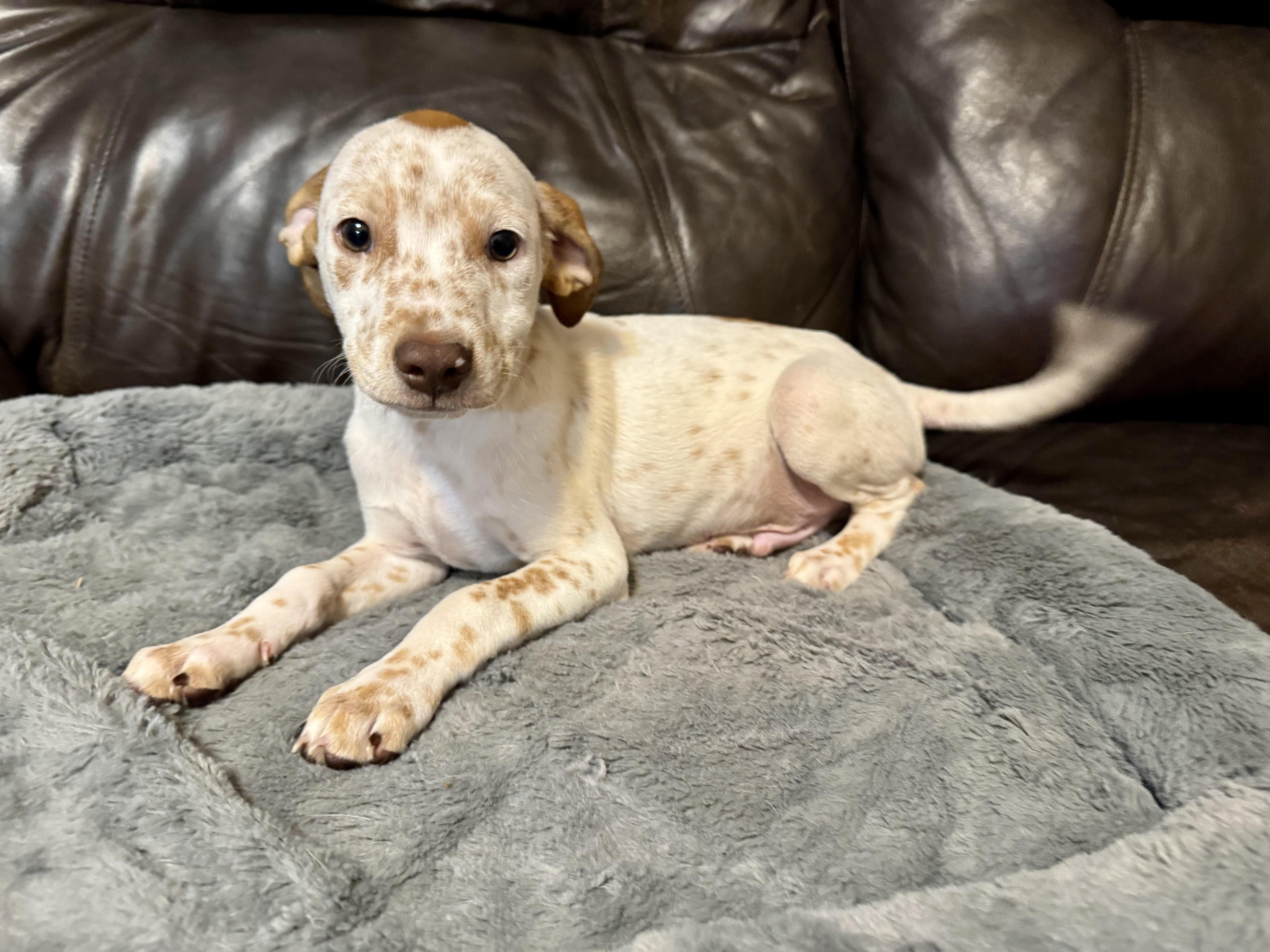 Vinnie, a ADOPTABLE mixed breed in Maiden, NC image 3/5