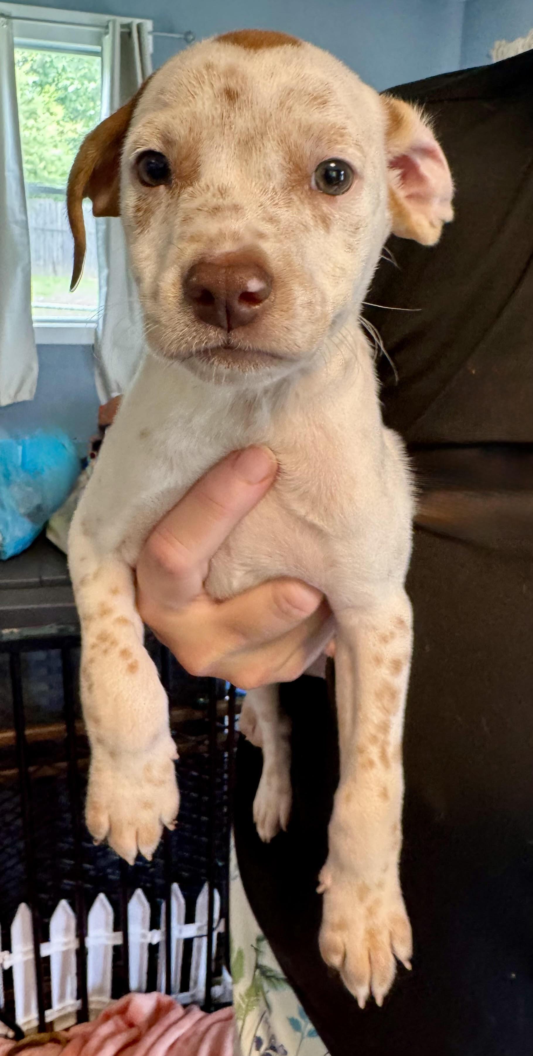 Vinnie, a ADOPTABLE mixed breed in Maiden, NC image 4/5