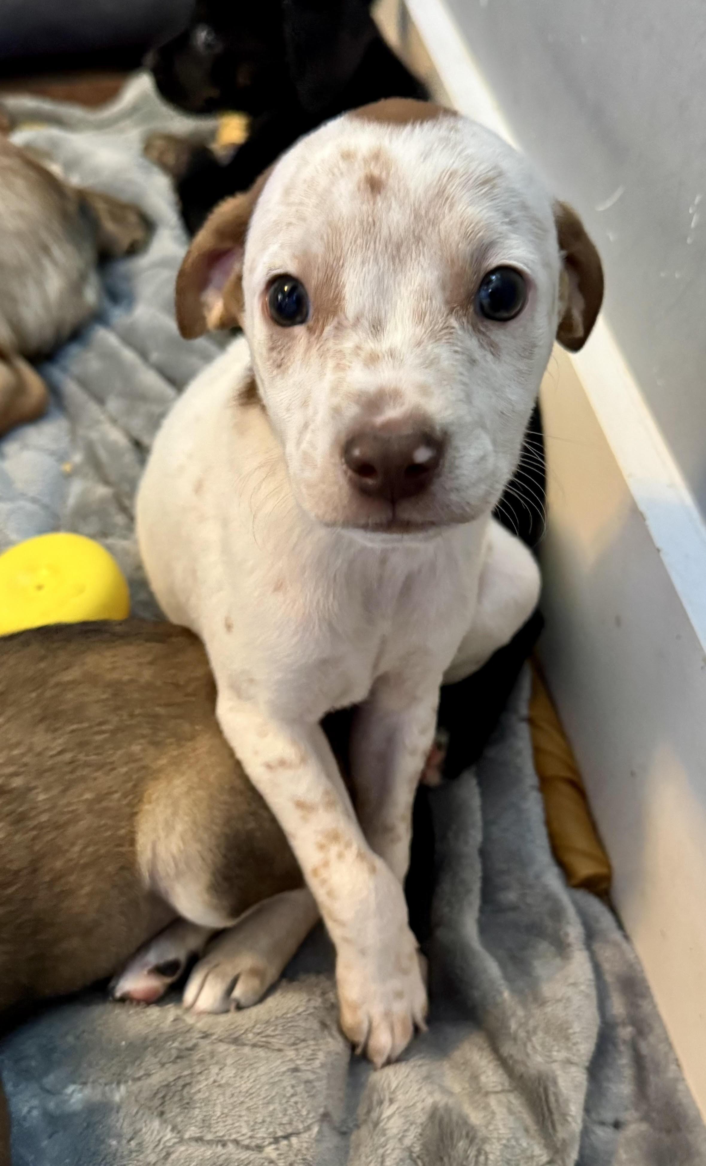 Vinnie, a ADOPTABLE mixed breed in Maiden, NC image 5/5