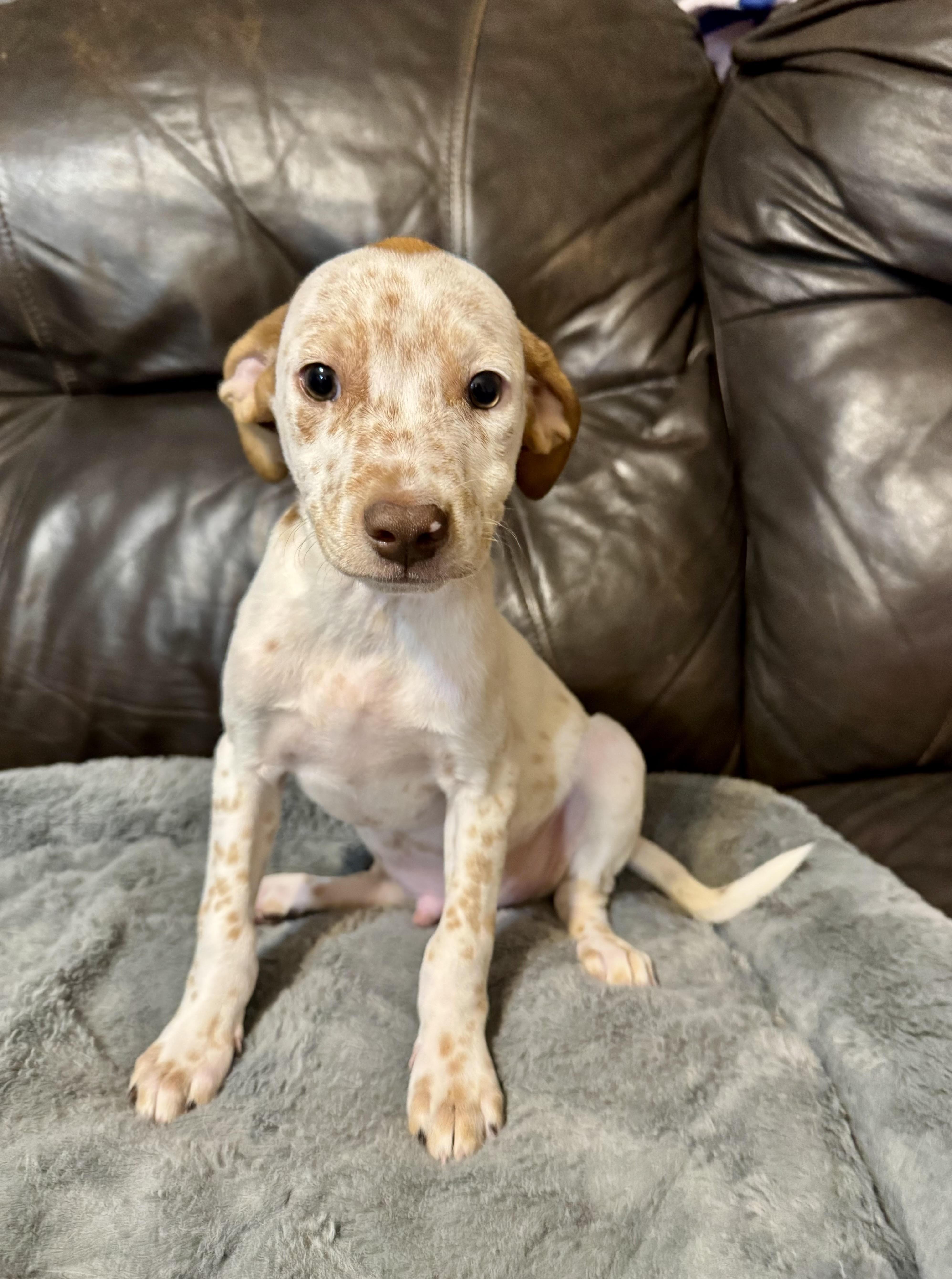 Vinnie, a ADOPTABLE mixed breed in Maiden, NC image 1/5