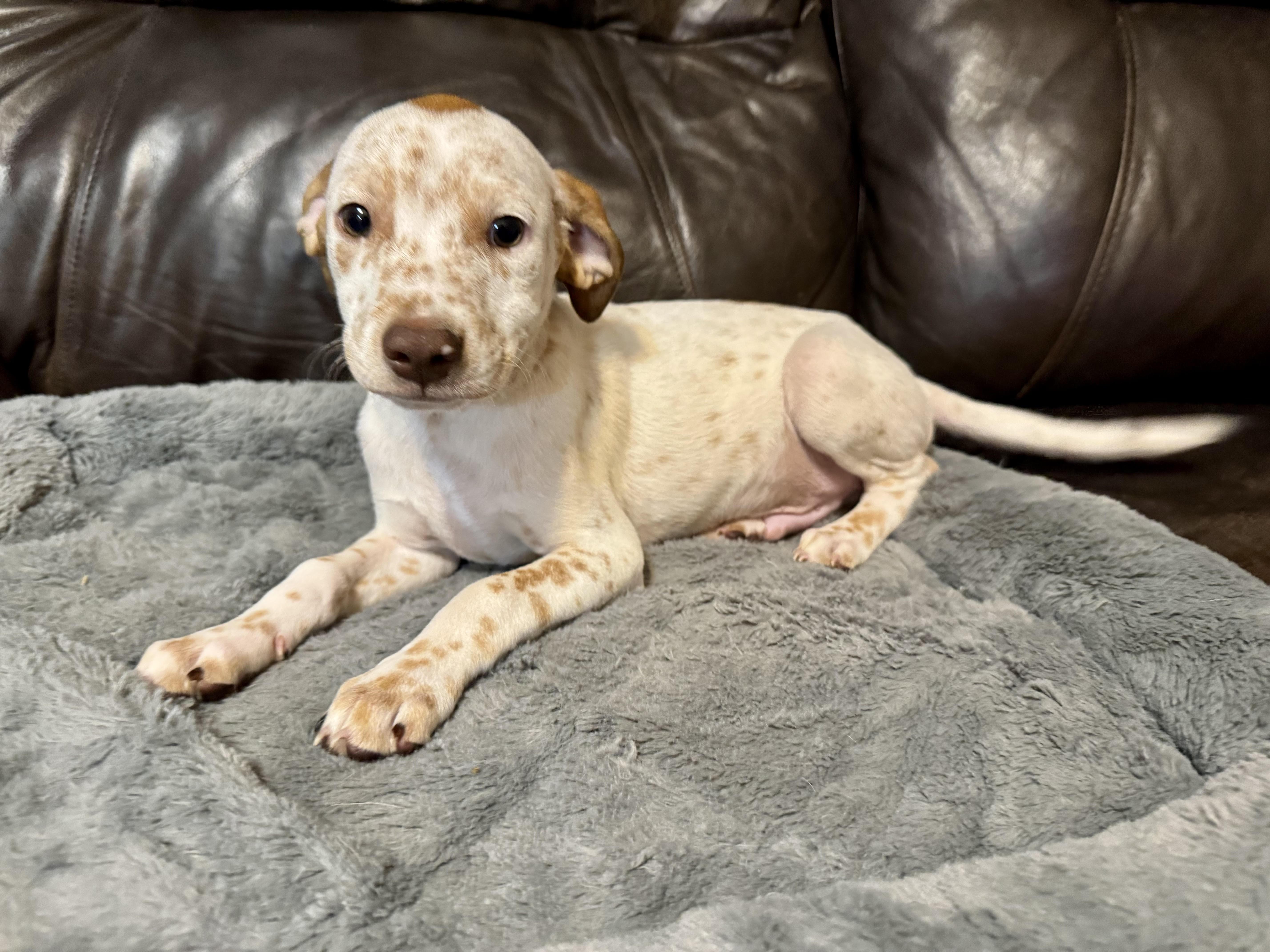 Vinnie, a ADOPTABLE mixed breed in Maiden, NC image 2/5