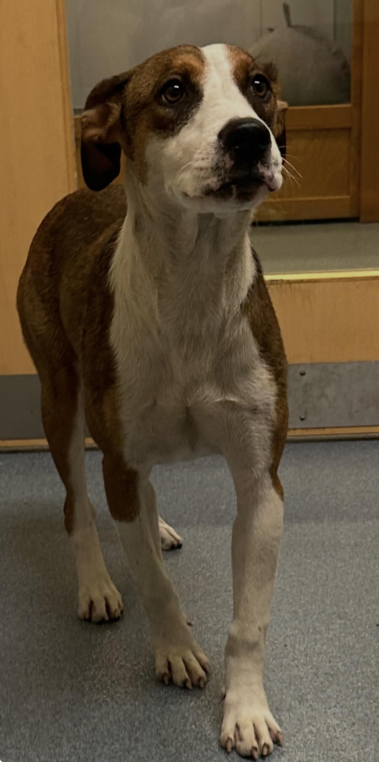 little, ADOPTABLE, Young Female Shepherd.