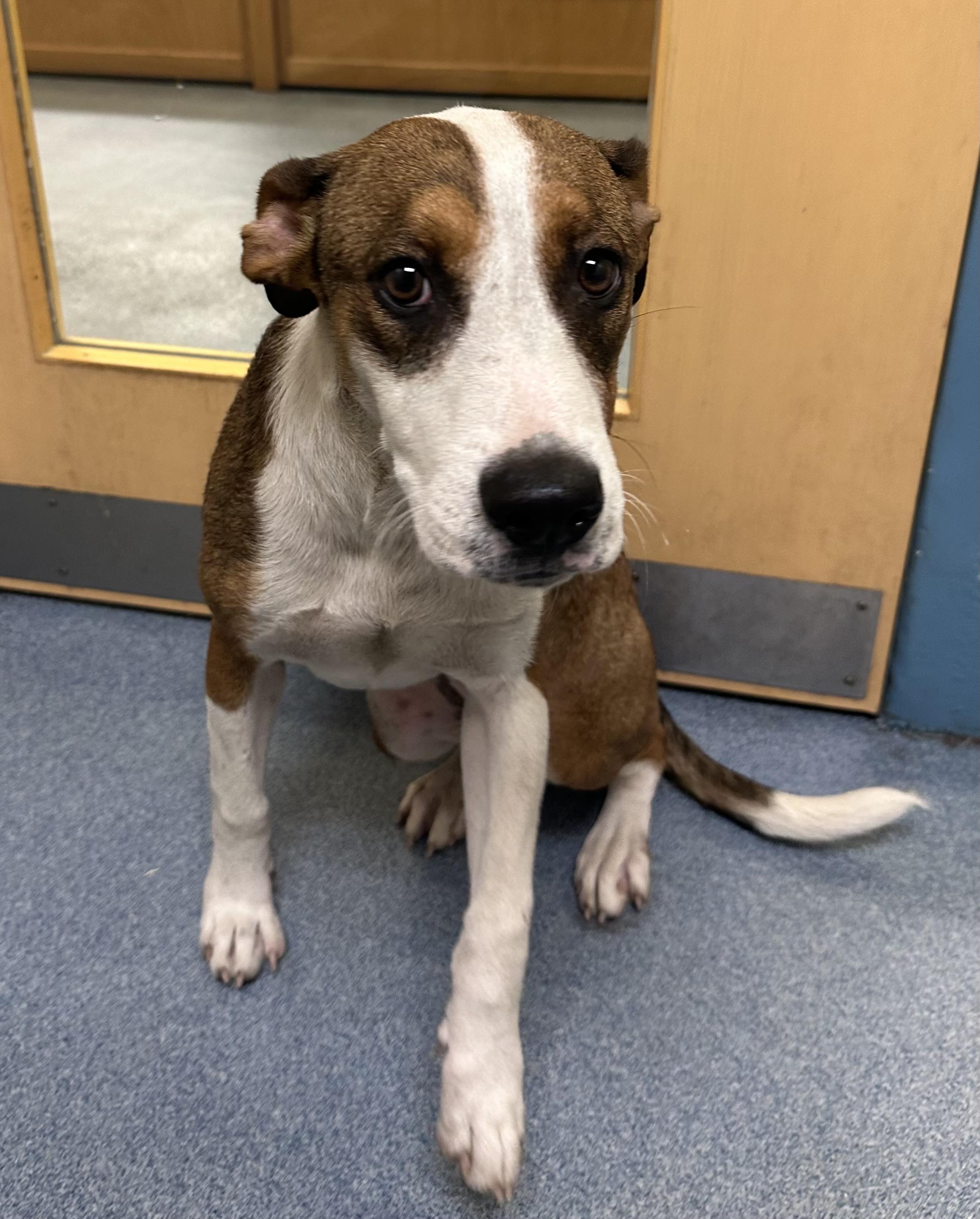 Enlarge little, a ADOPTABLE mixed breed in Suffolk, VA image 2/2