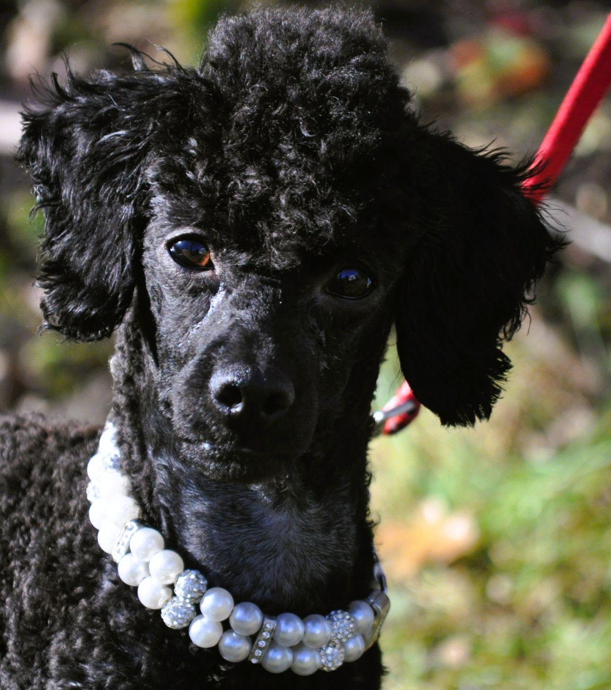 Enlarge PRINCESS ANA, a ADOPTABLE Poodle in Elk River, MN image 2/6
