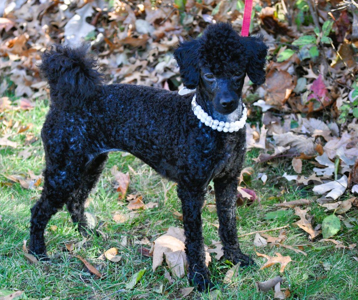 Enlarge PRINCESS ANA, a ADOPTABLE Poodle in Elk River, MN image 3/6