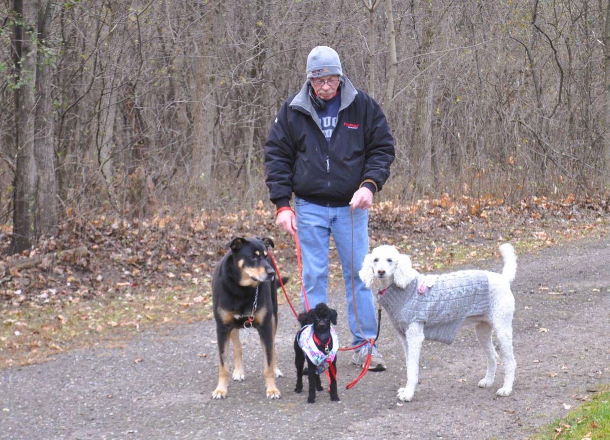 Enlarge PRINCESS ANA, a ADOPTABLE Poodle in Elk River, MN image 4/6