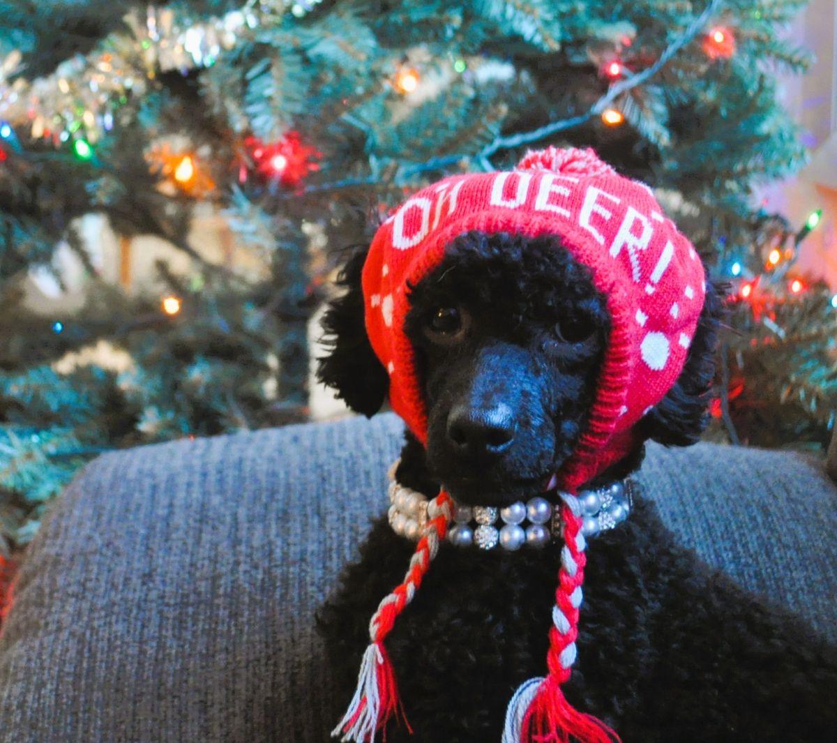 PRINCESS ANA, ADOPTABLE, Adult Female Poodle.