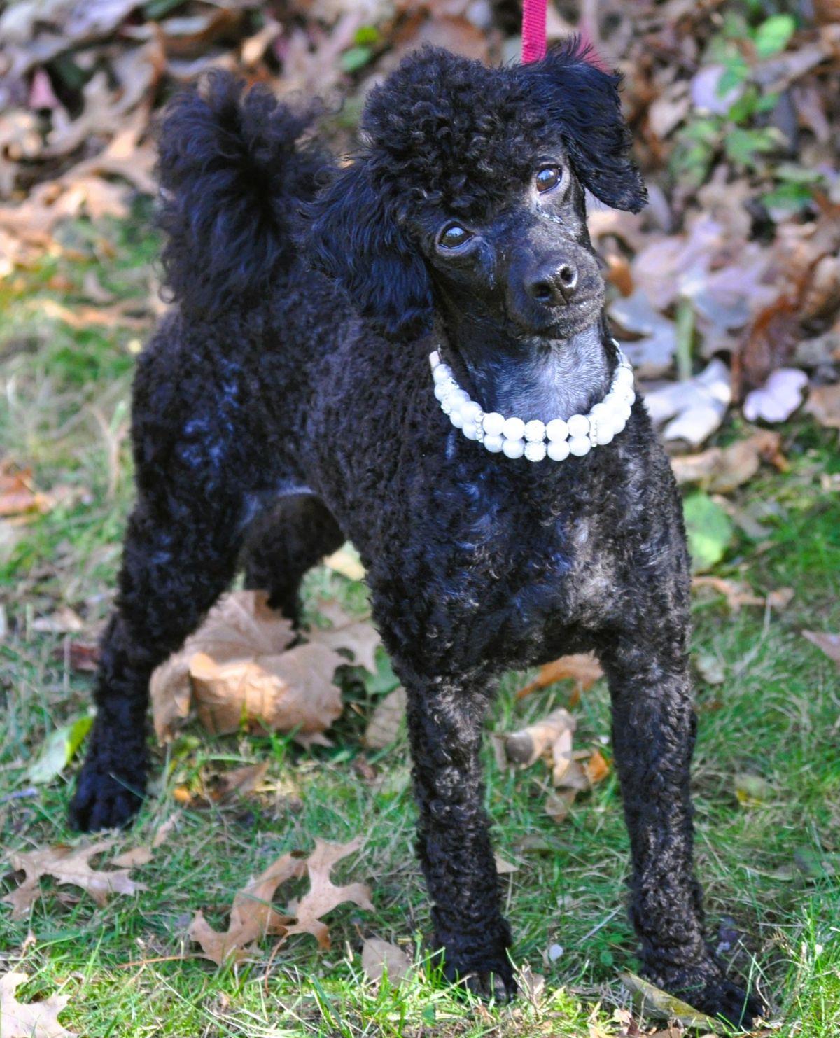 Enlarge PRINCESS ANA, a ADOPTABLE Poodle in Elk River, MN image 5/6