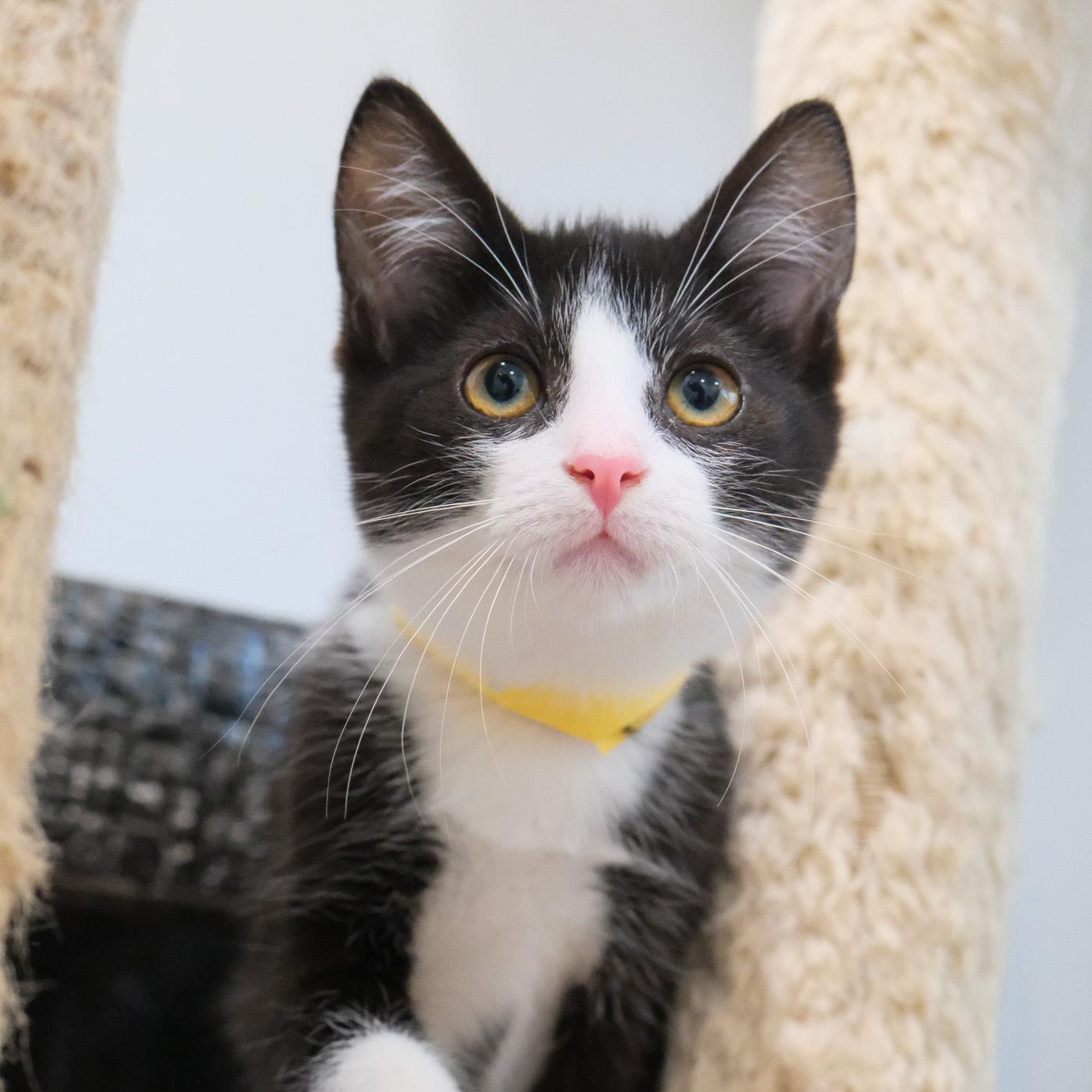 Enlarge Atlas, a Adopted Tuxedo in Newport Beach, CA image 2/5