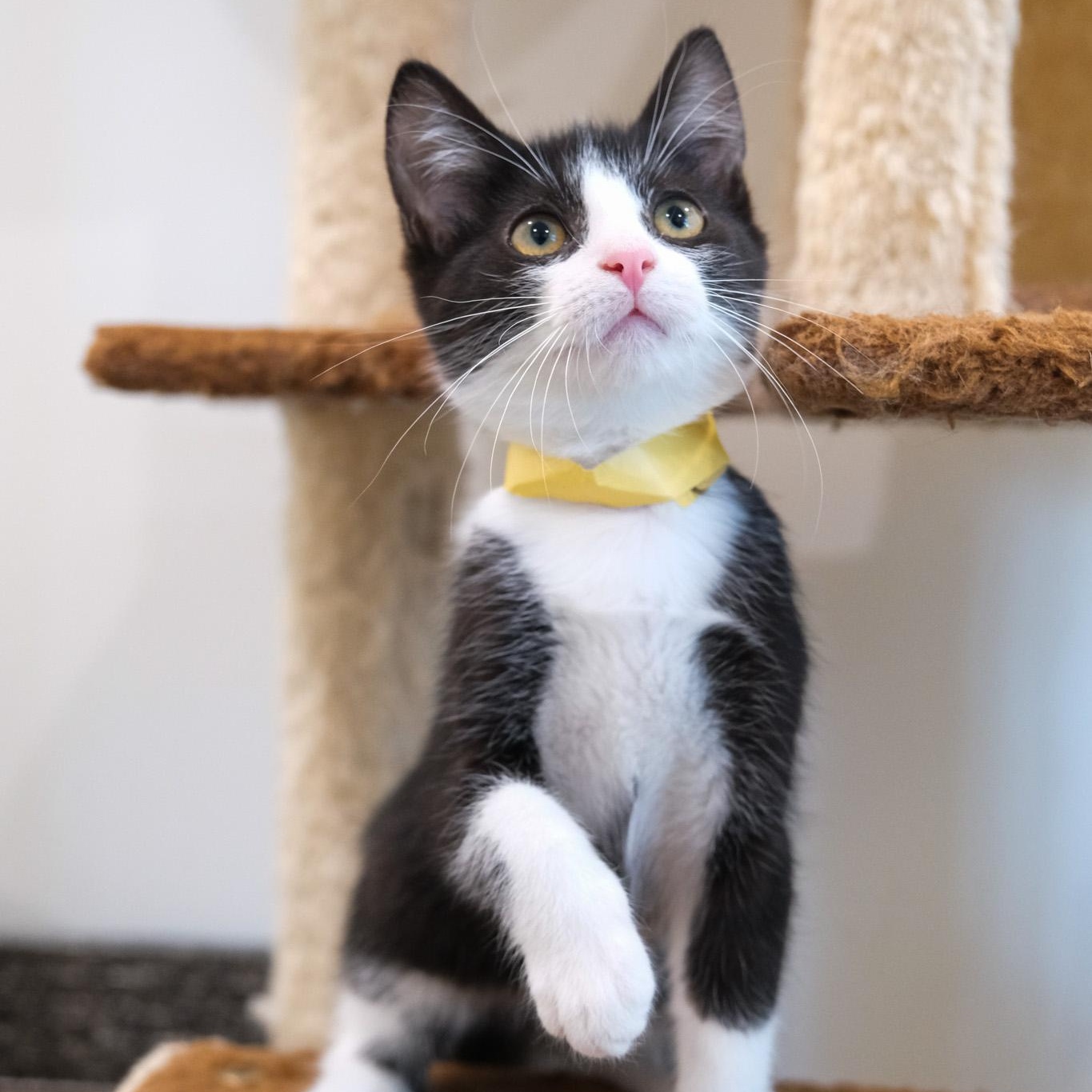 Enlarge Atlas, a Adopted Tuxedo in Newport Beach, CA image 4/5