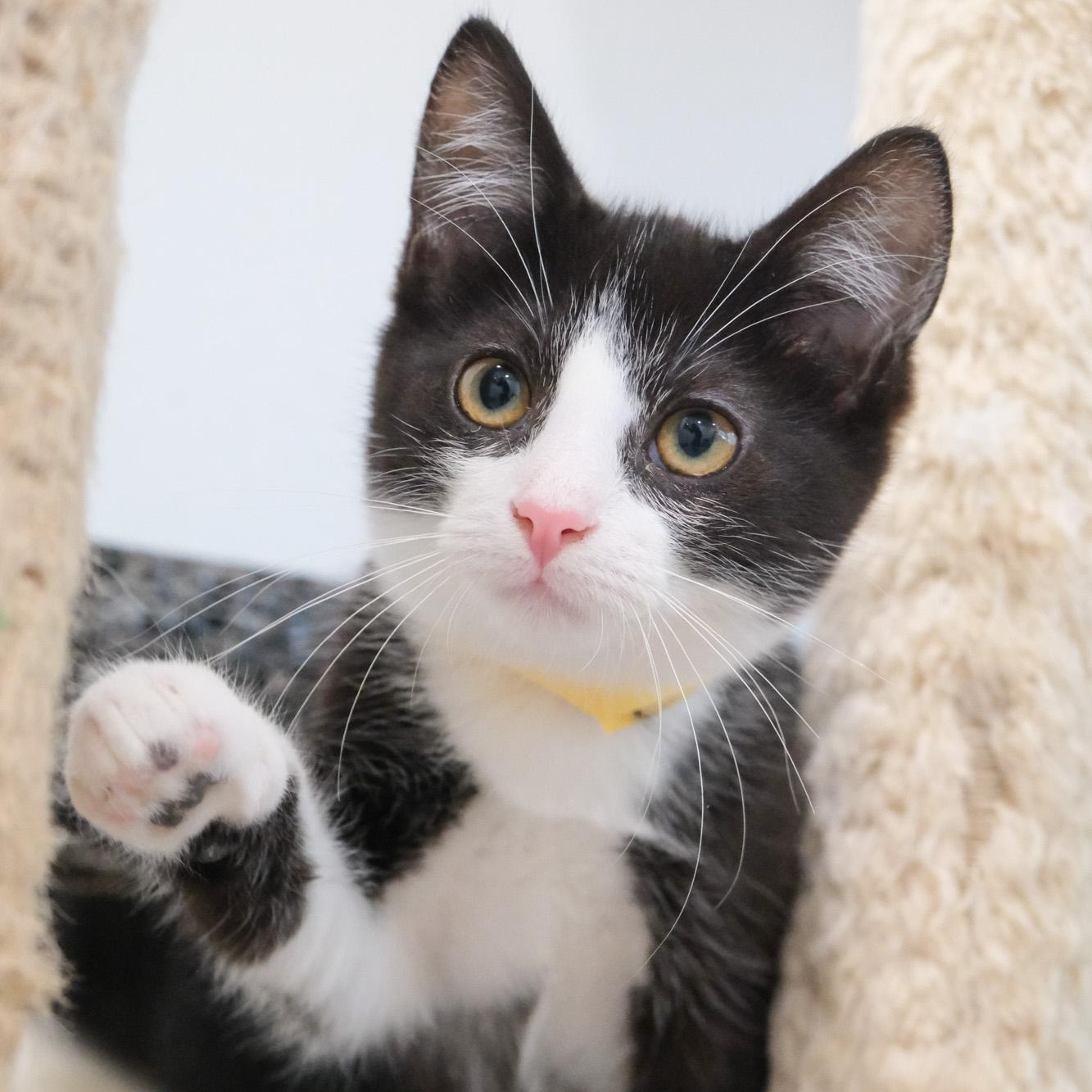 Enlarge Atlas, a Adopted Tuxedo in Newport Beach, CA image 3/5