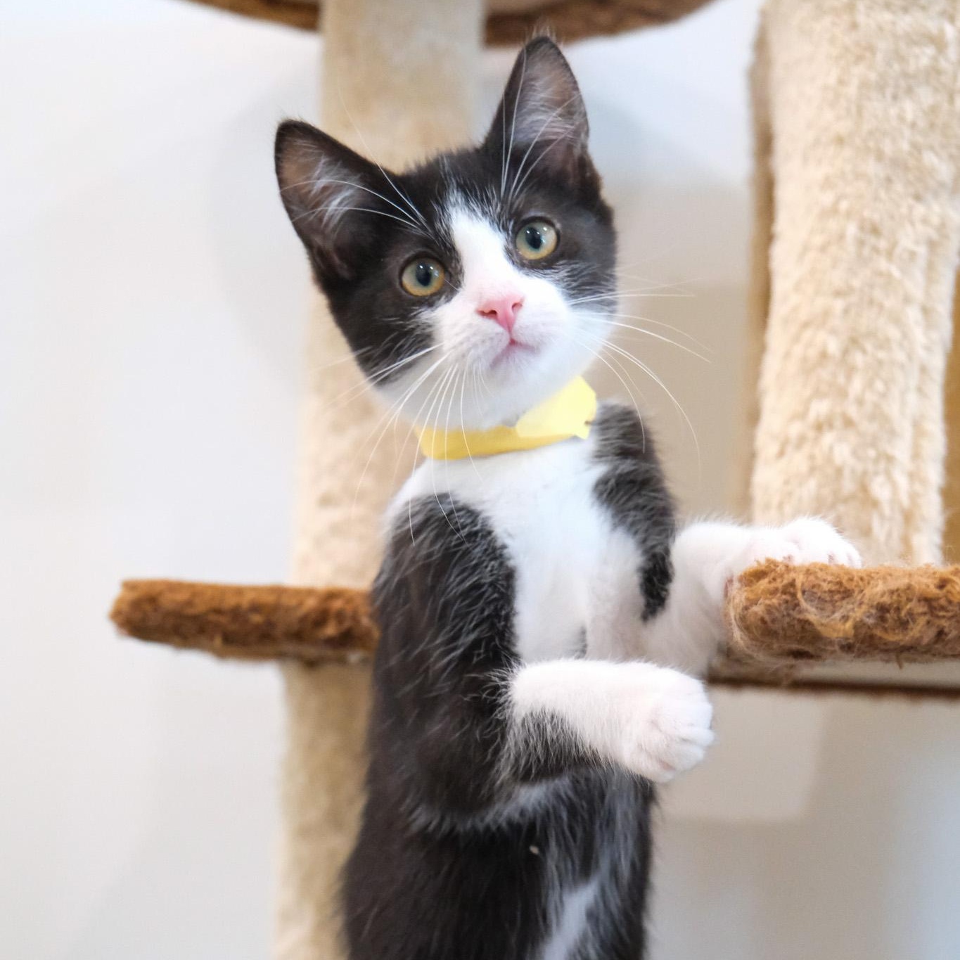 Atlas, Adopted, Young Male Tuxedo.