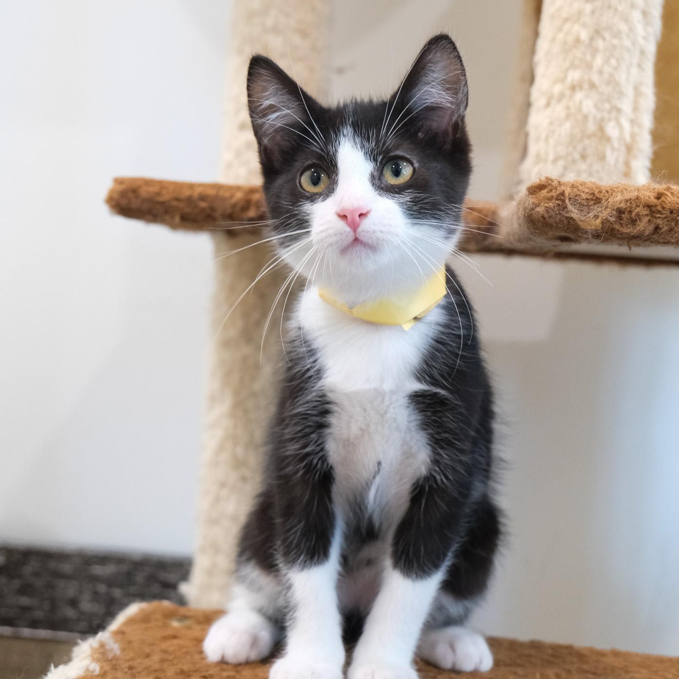 Enlarge Atlas, a Adopted Tuxedo in Newport Beach, CA image 5/5