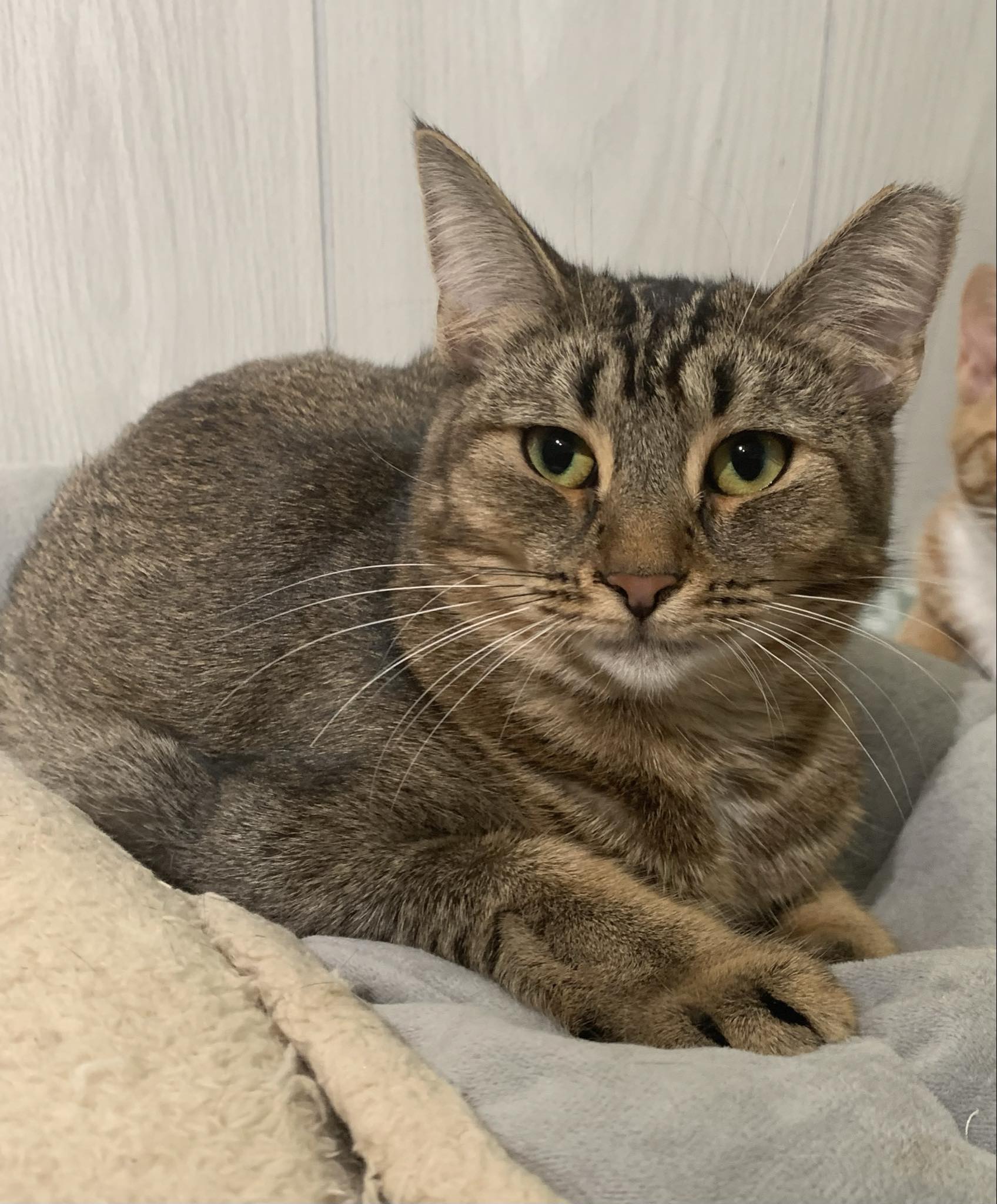 Enlarge Cinnamon Toast, a Adopted mixed breed in Rochester, NY image 2/3