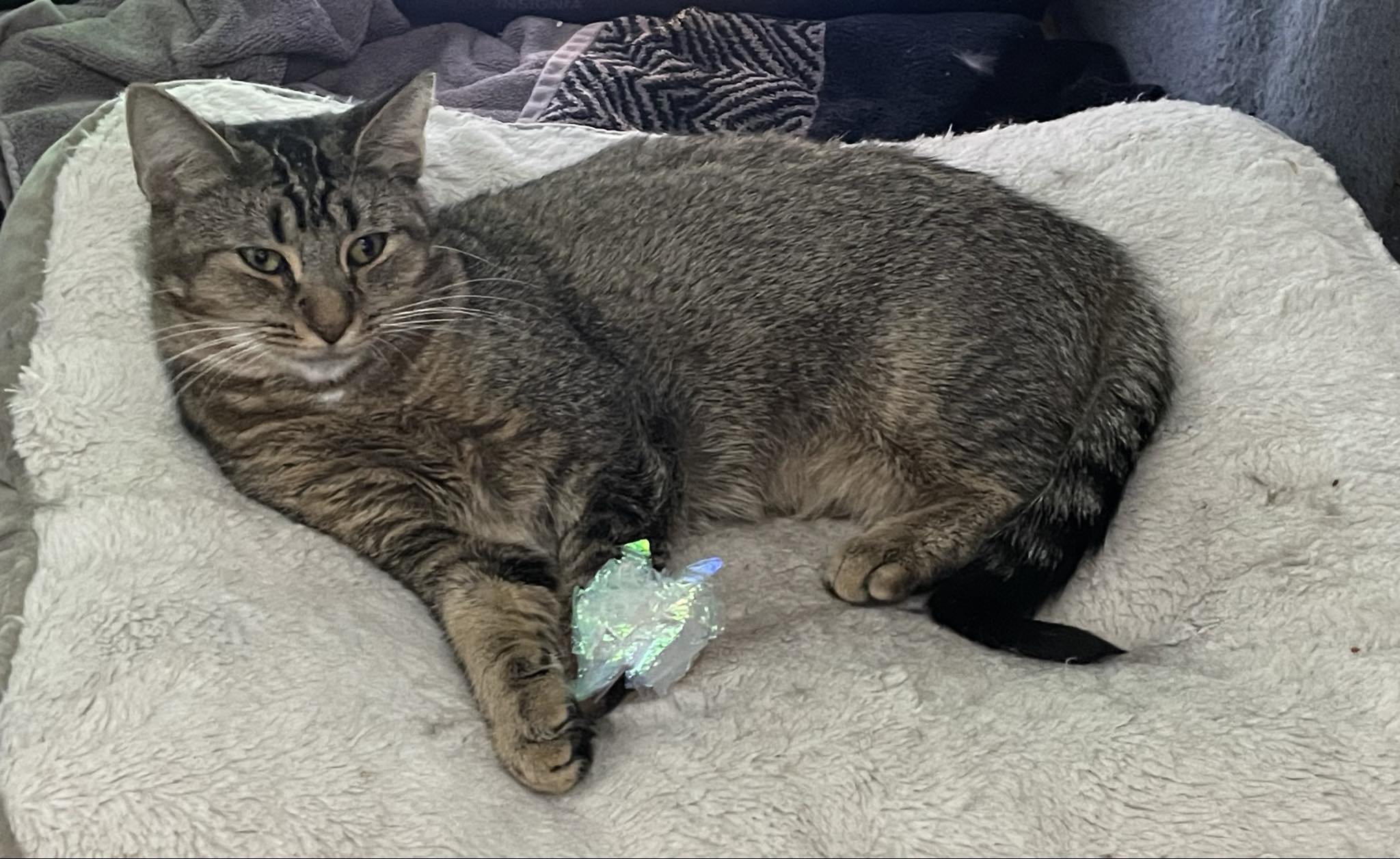 Cinnamon Toast, Adopted, Young Female Abyssinian & Domestic Short Hair.