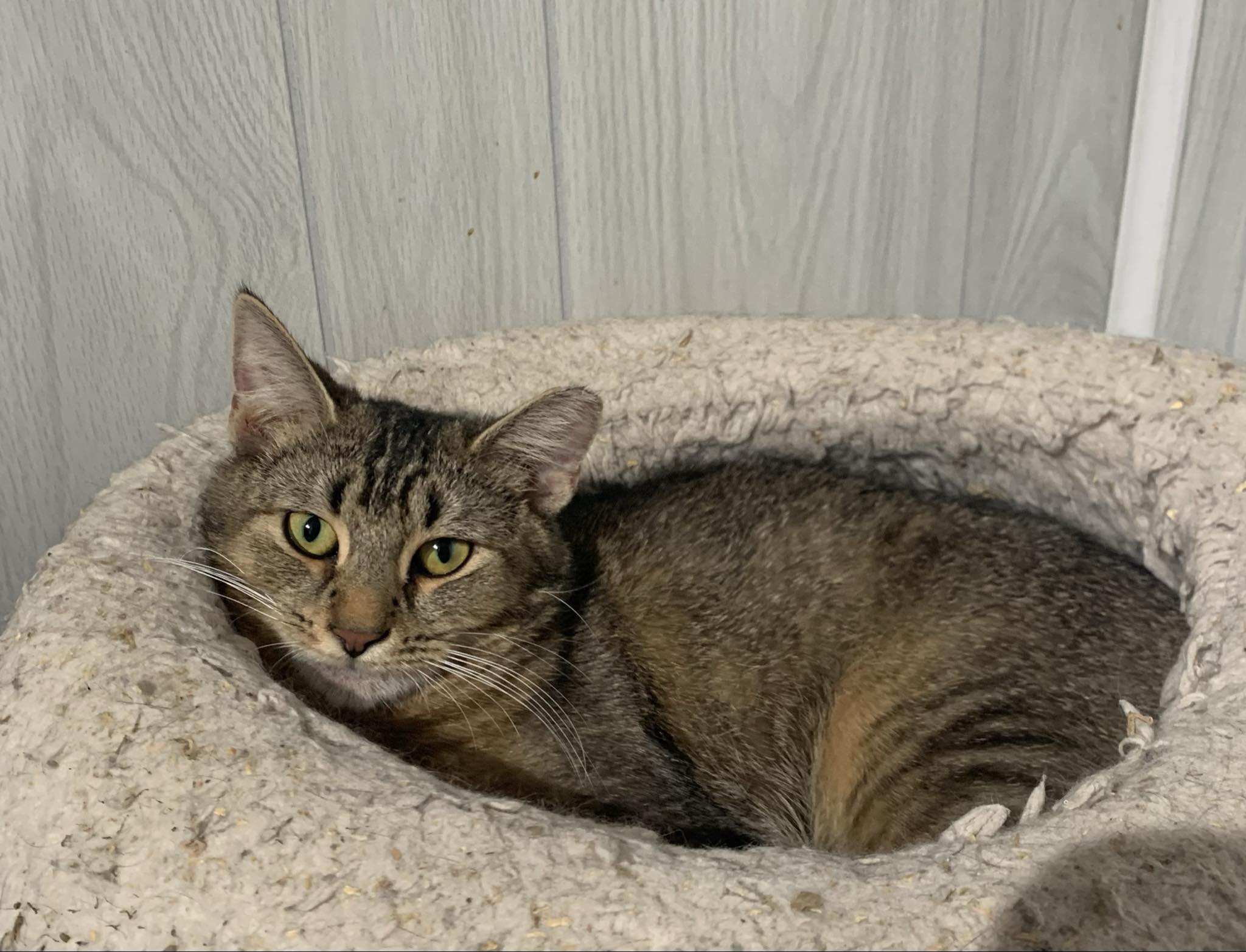 Enlarge Cinnamon Toast, a Adopted mixed breed in Rochester, NY image 3/3