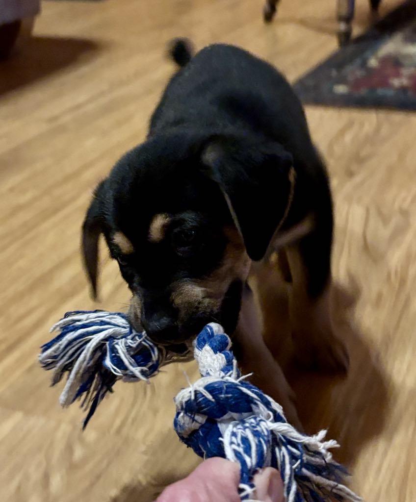Zander, Adopted, Puppy Male Australian Shepherd.