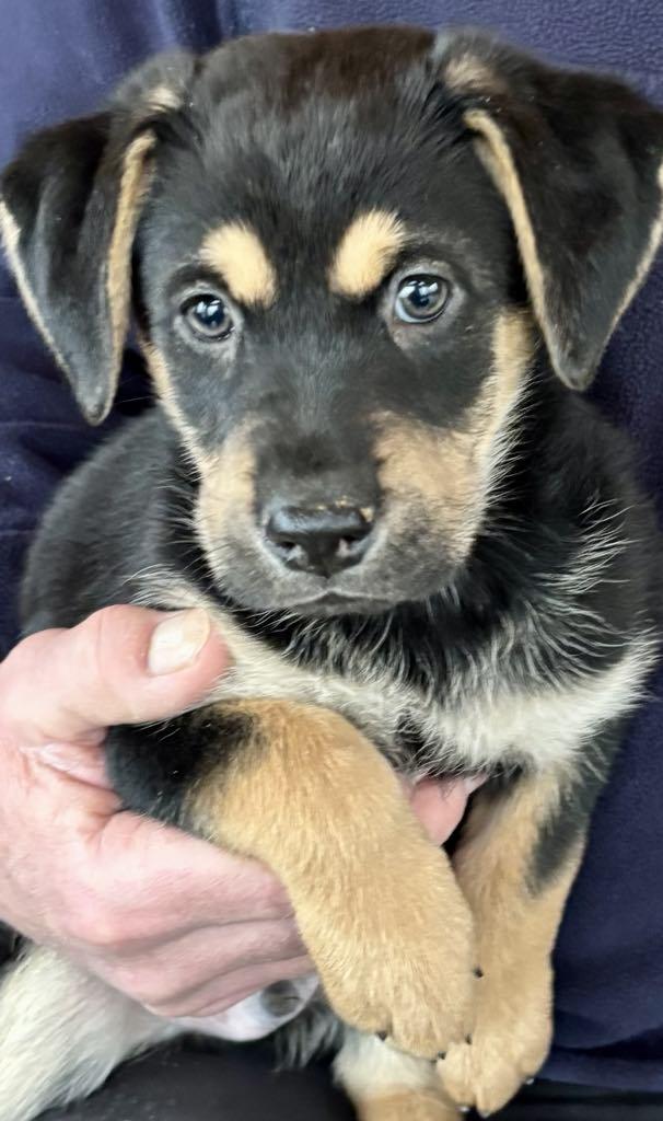 Enlarge Zander, a Adopted Australian Shepherd in Mechanicsburg, PA image 2/3