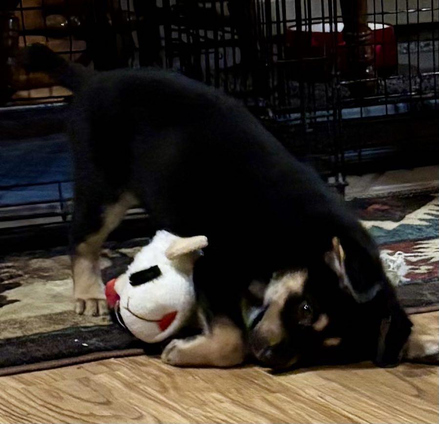 Enlarge Zander, a Adopted Australian Shepherd in Mechanicsburg, PA image 3/3