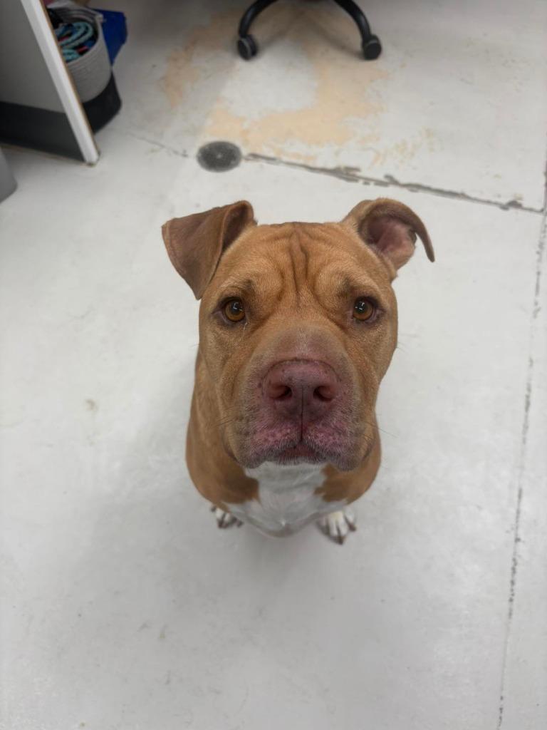 Teddy Bear, Adoptable, Adult Male Mastiff & Hound.