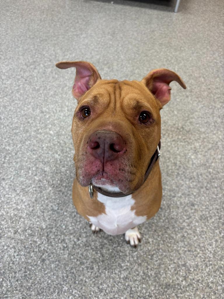 Enlarge Teddy Bear, a Adoptable mixed breed in Findlay, OH image 2/5