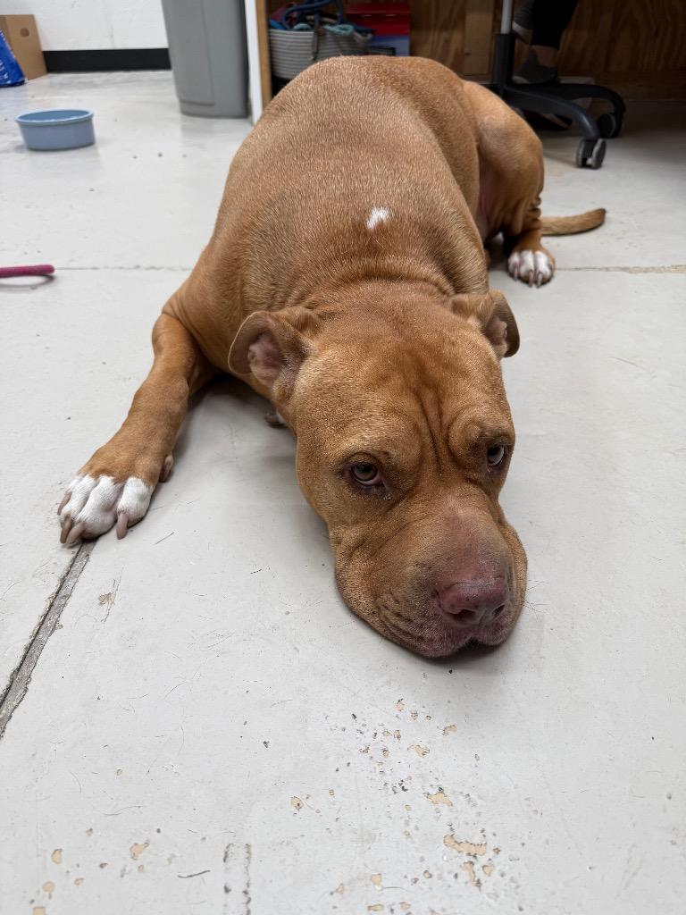 Enlarge Teddy Bear, a Adoptable mixed breed in Findlay, OH image 3/5