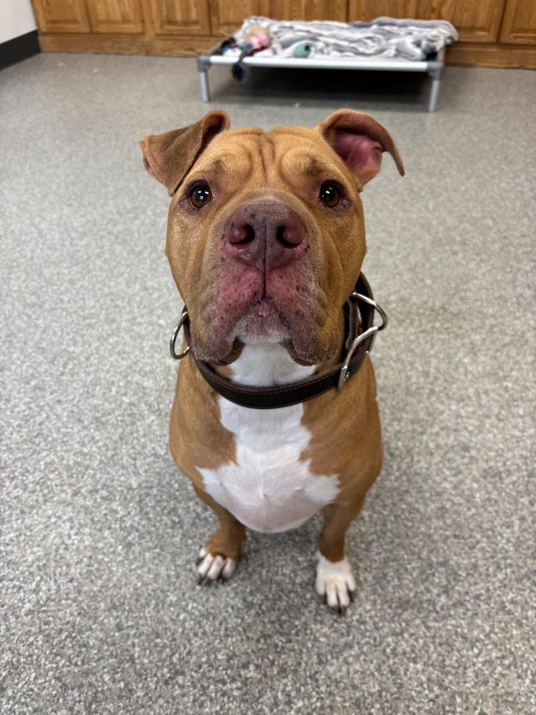 Enlarge Teddy Bear, a Adoptable mixed breed in Findlay, OH image 4/5