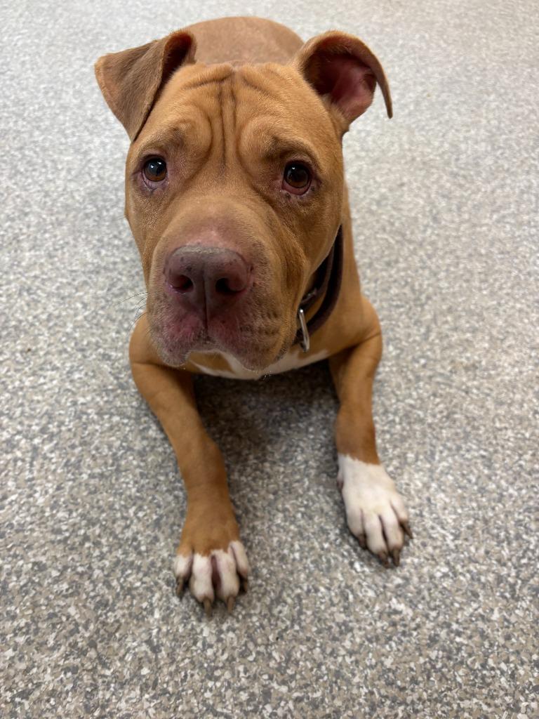 Enlarge Teddy Bear, a Adoptable mixed breed in Findlay, OH image 5/5