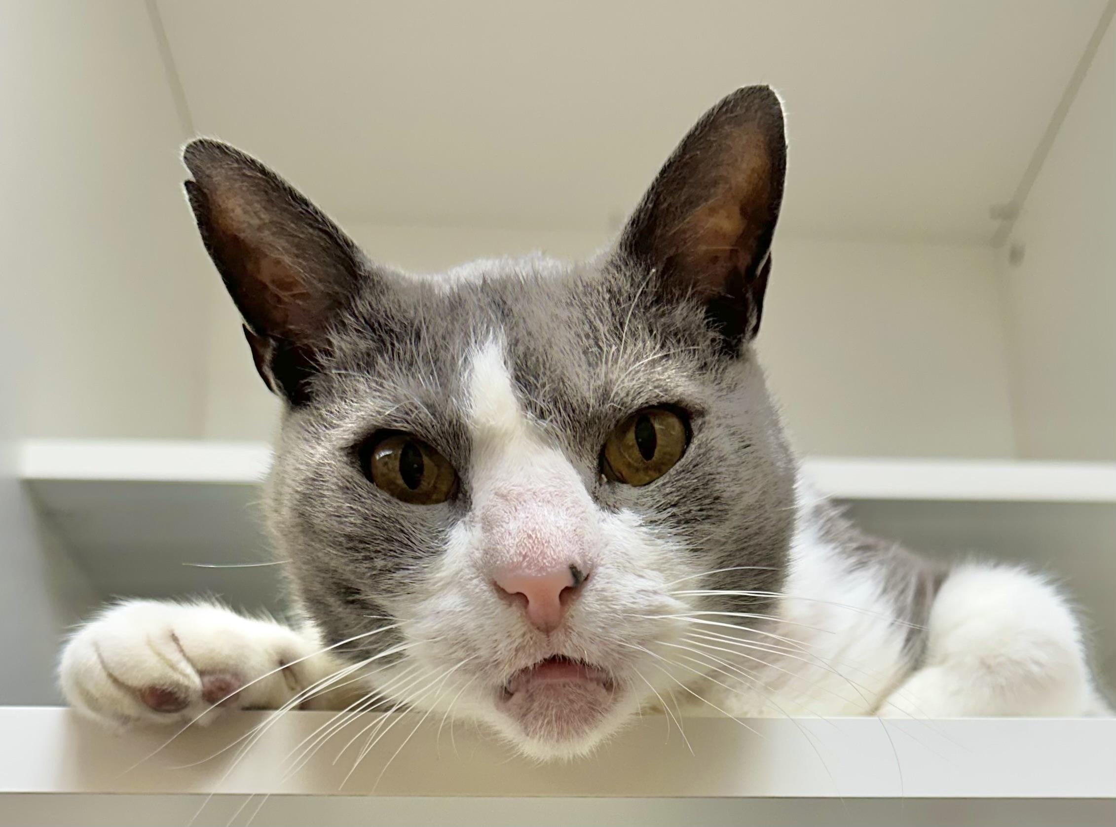 Templeton, a Adoptable Domestic Short Hair in Wallingford, CT image 3/5