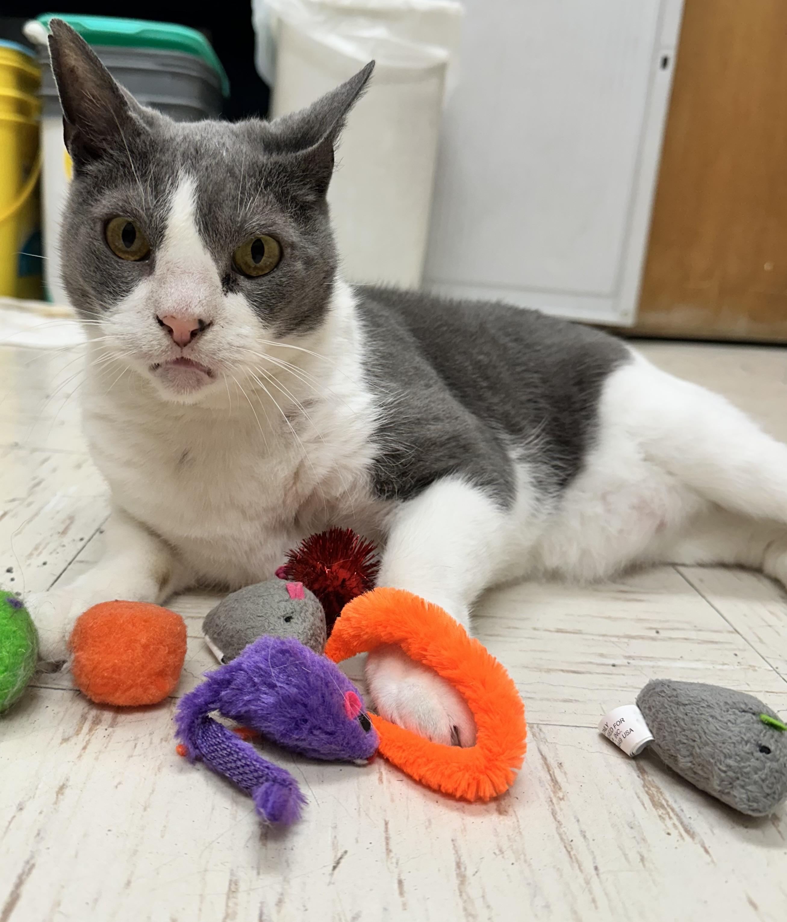 Enlarge Templeton, a Adoptable Domestic Short Hair in Wallingford, CT image 2/5