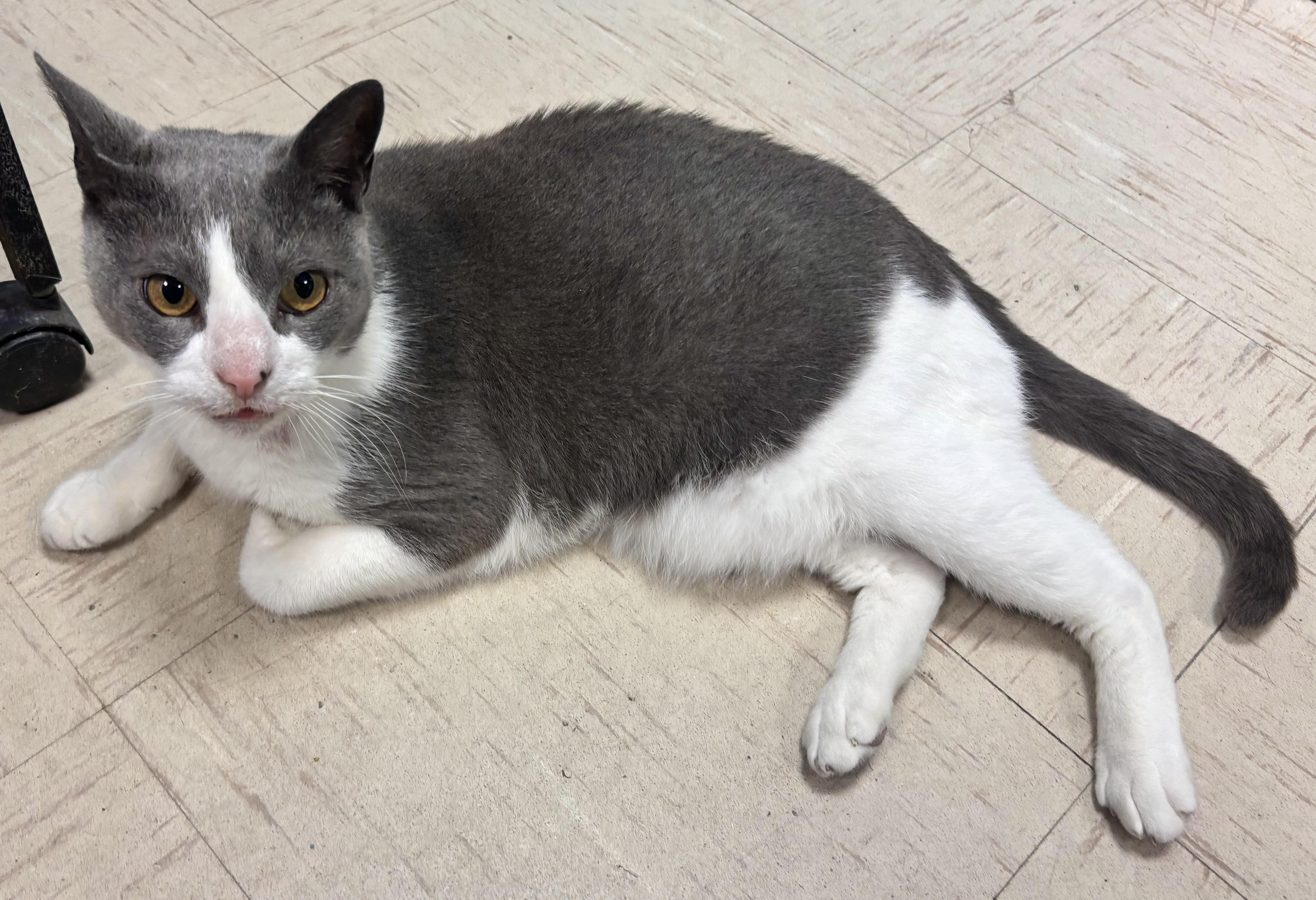 Templeton, a Adoptable Domestic Short Hair in Wallingford, CT image 4/5