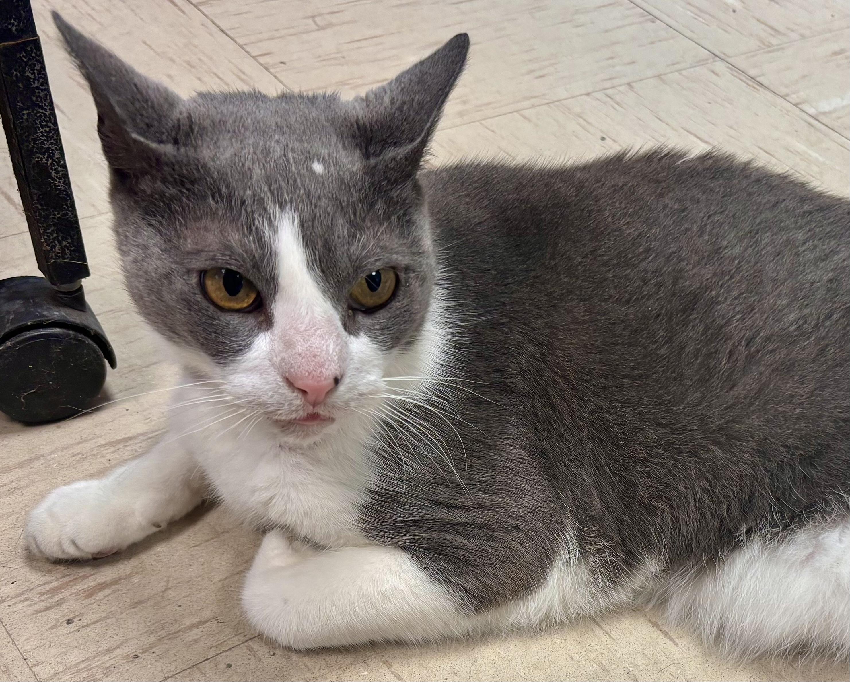 Templeton, a Adoptable Domestic Short Hair in Wallingford, CT image 5/5