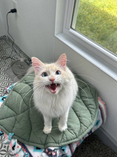 Paisley, Adopted, Adult Female Siamese.